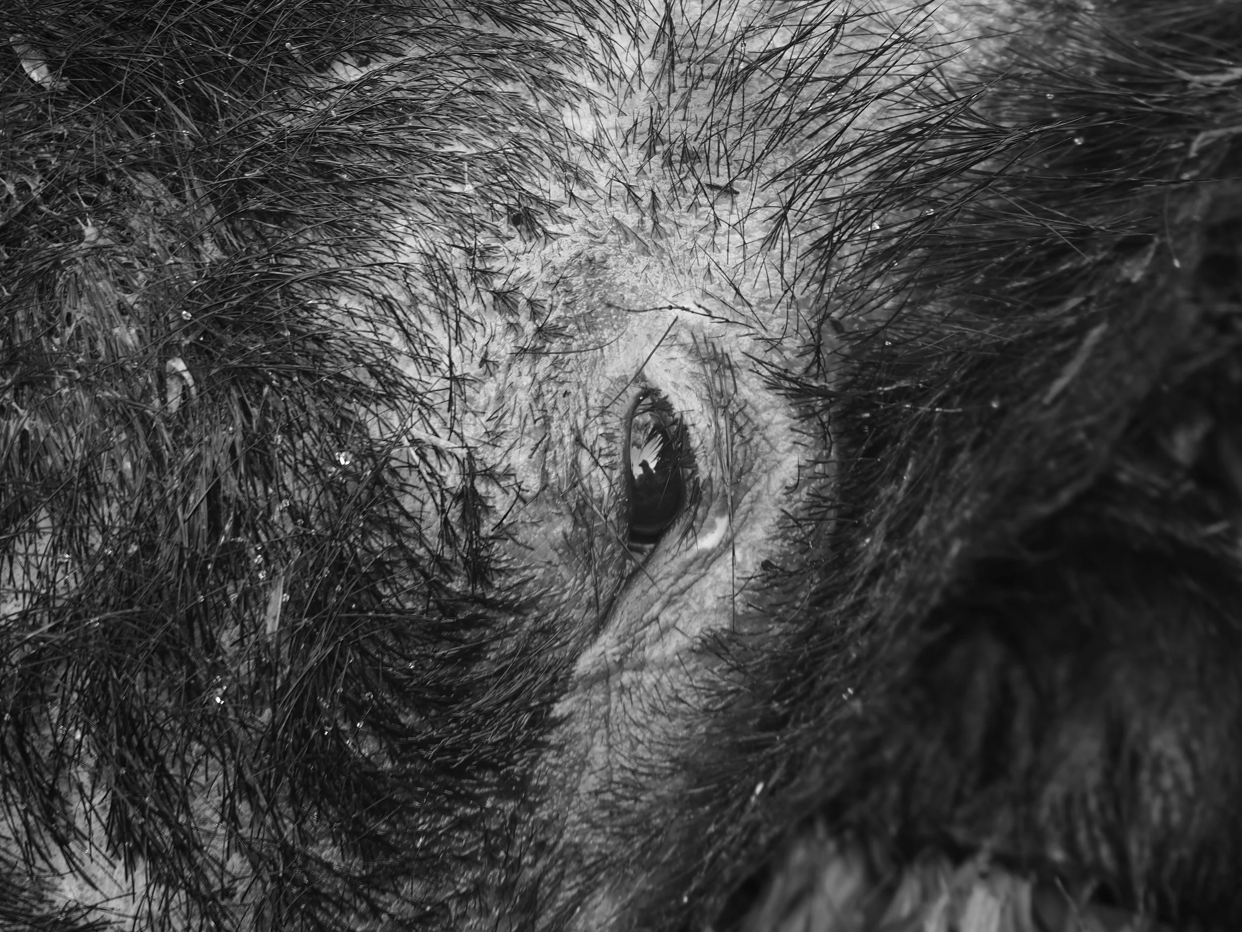 eye of pig black and white