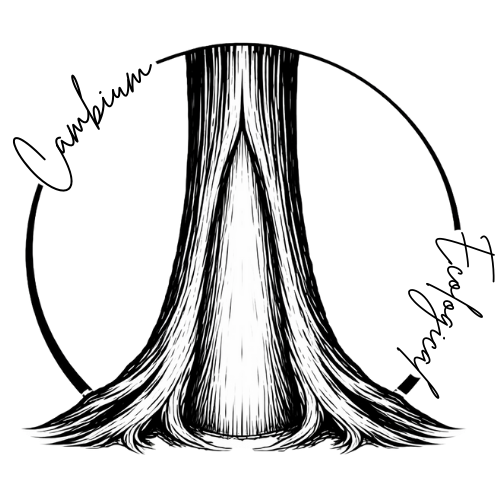 Cambium Ecological logo showing a tree showing signs of a bear cambium feeding