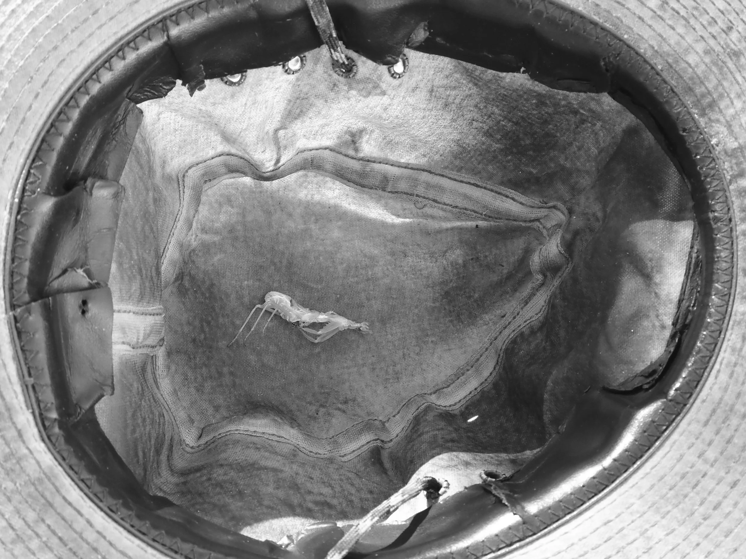 mantis exuviae in hat black and white