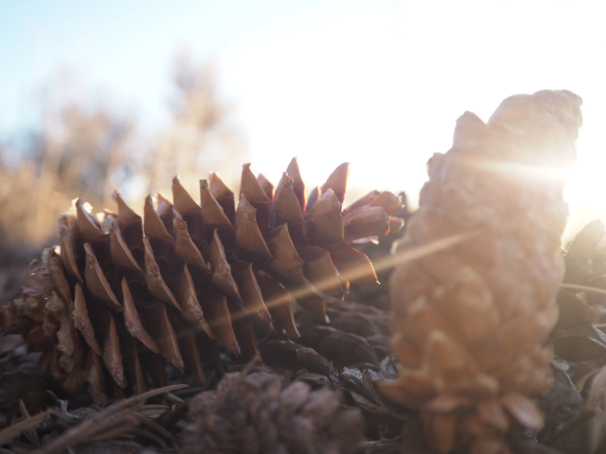 Limber Pine cones (MT)