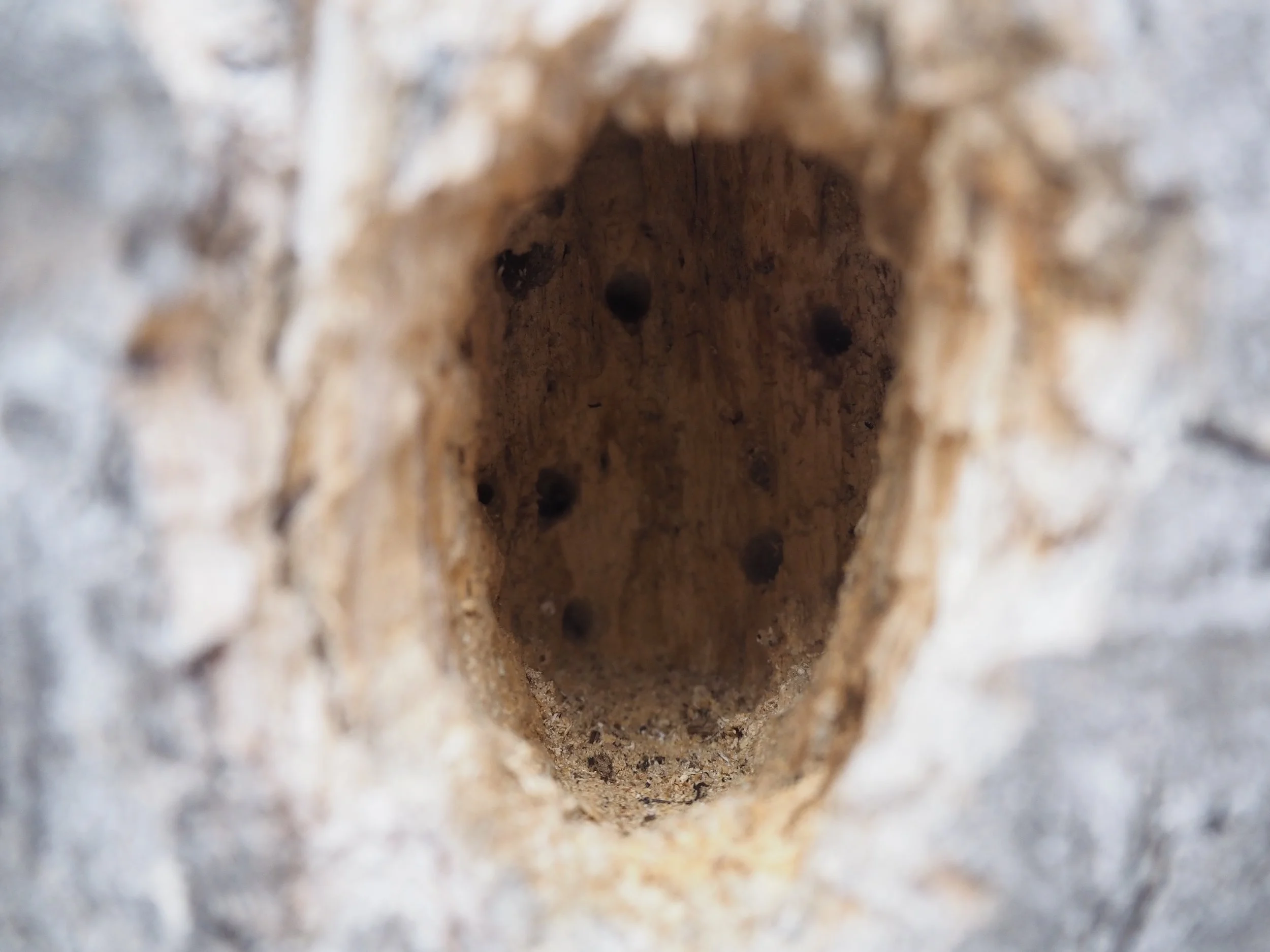 Carpenter ant galleries inside woodpecker hole (MT)