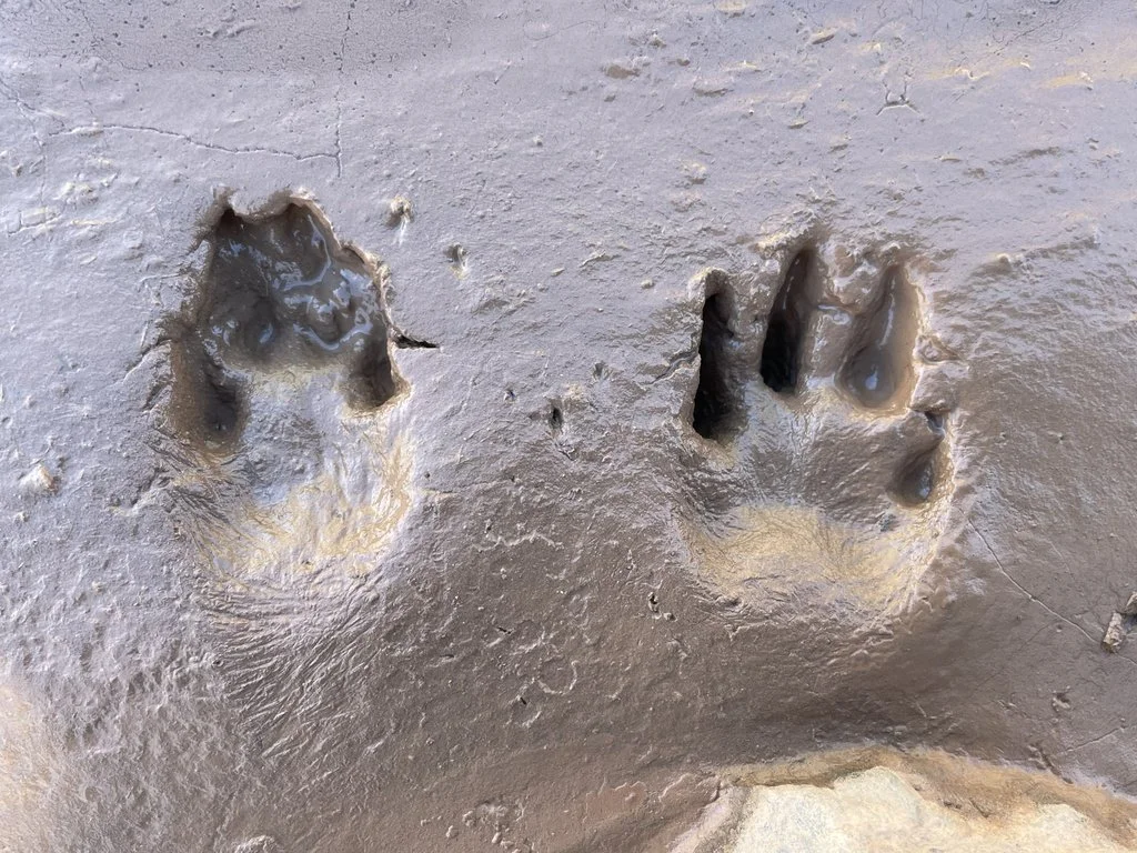 Desert cottontail (CA)