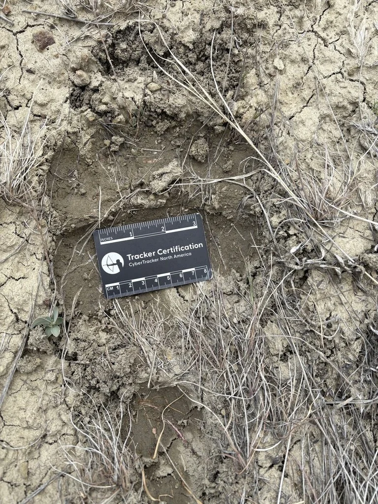 grizzly bear track