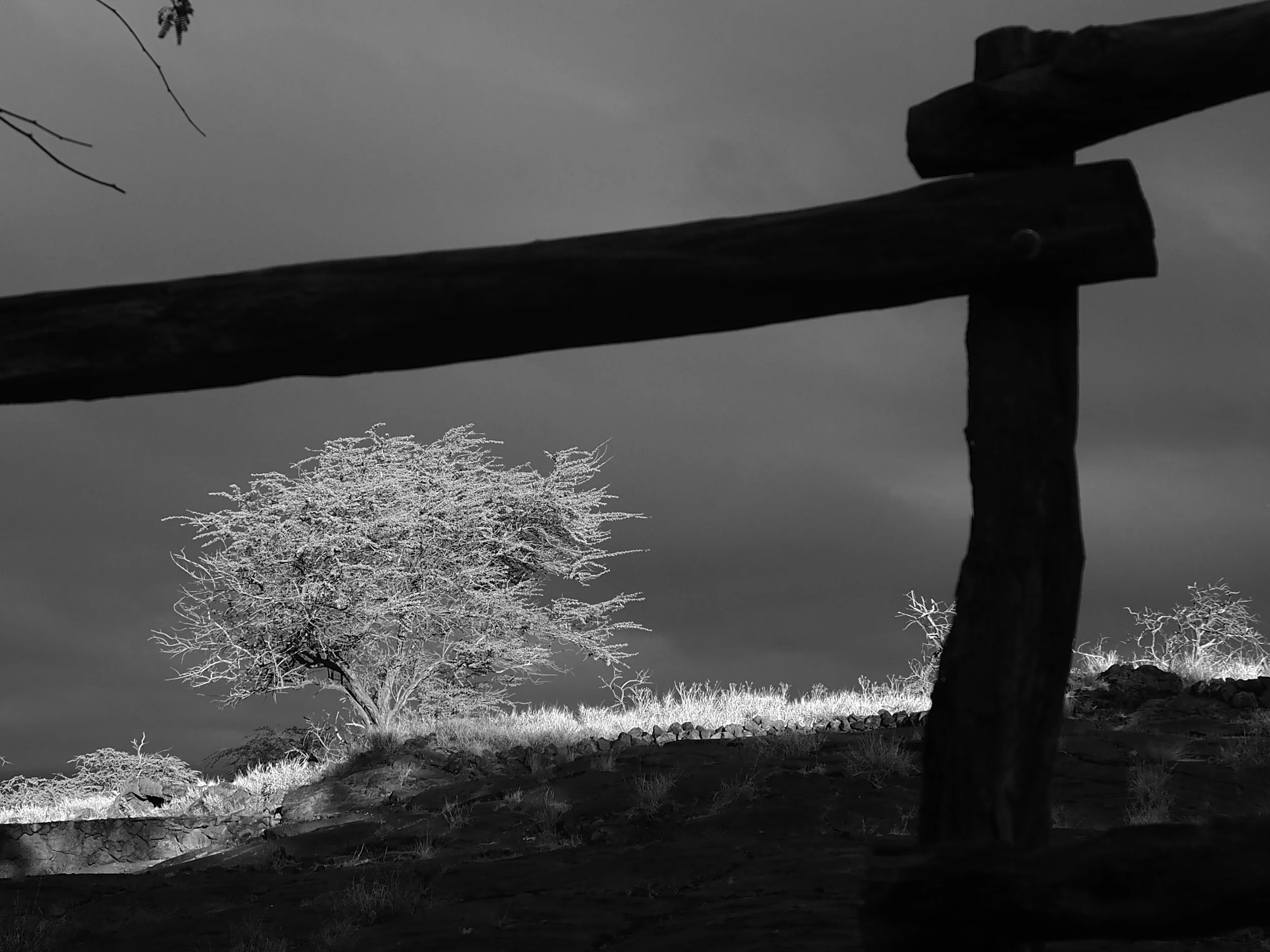 tree and fencepost in Hawaii black and white