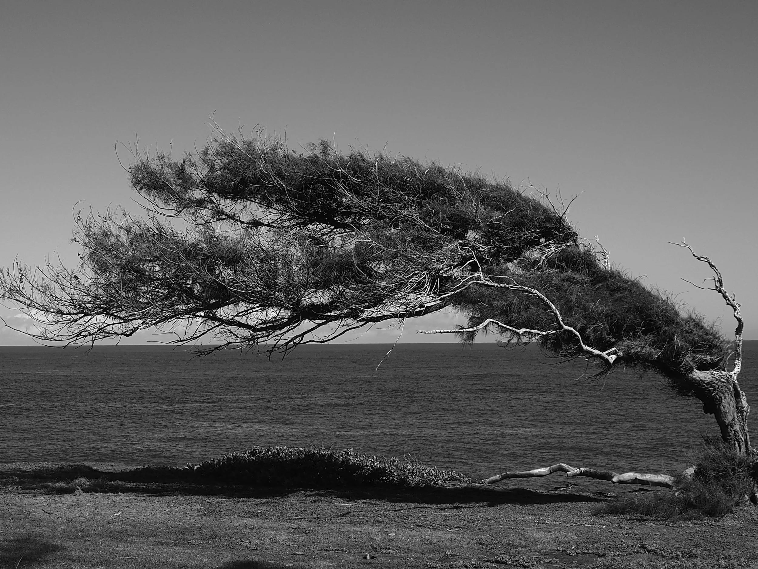 windswept tree in hawaii black and white