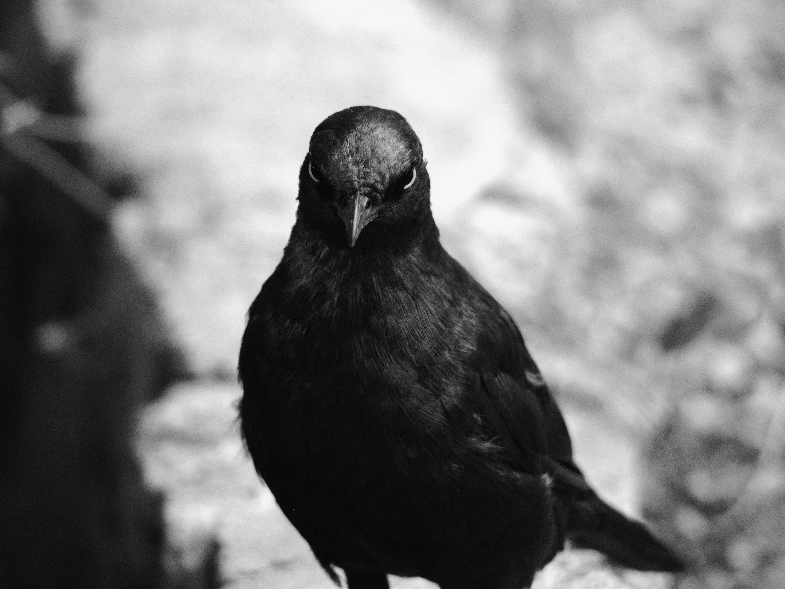 Close-up of a black bird with a dark background.