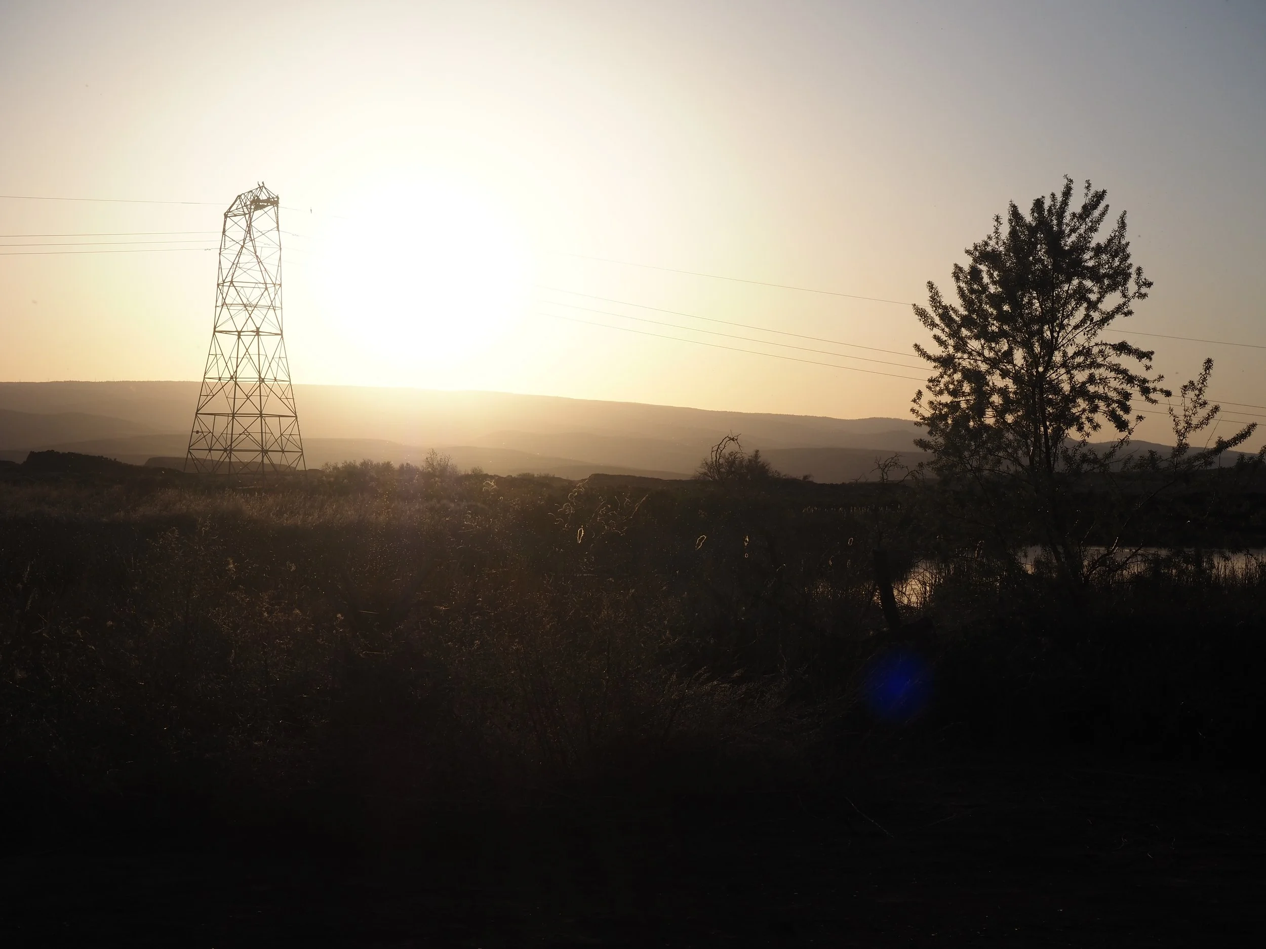 Cormorants on power pole in Washington