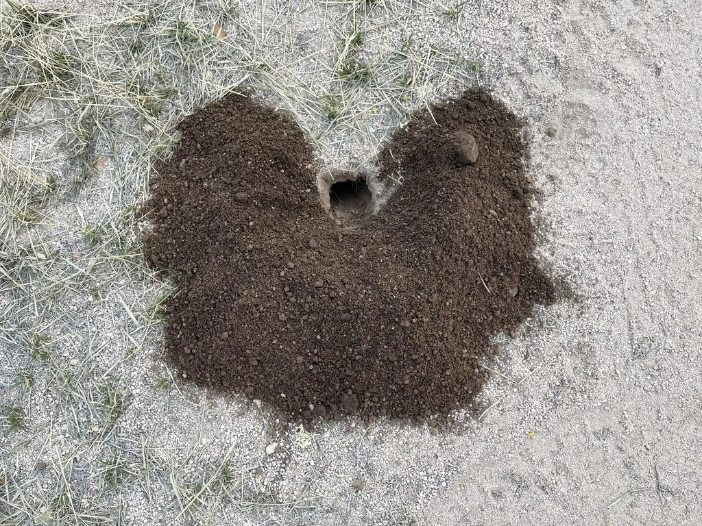Fulvous pocket gopher (AZ)