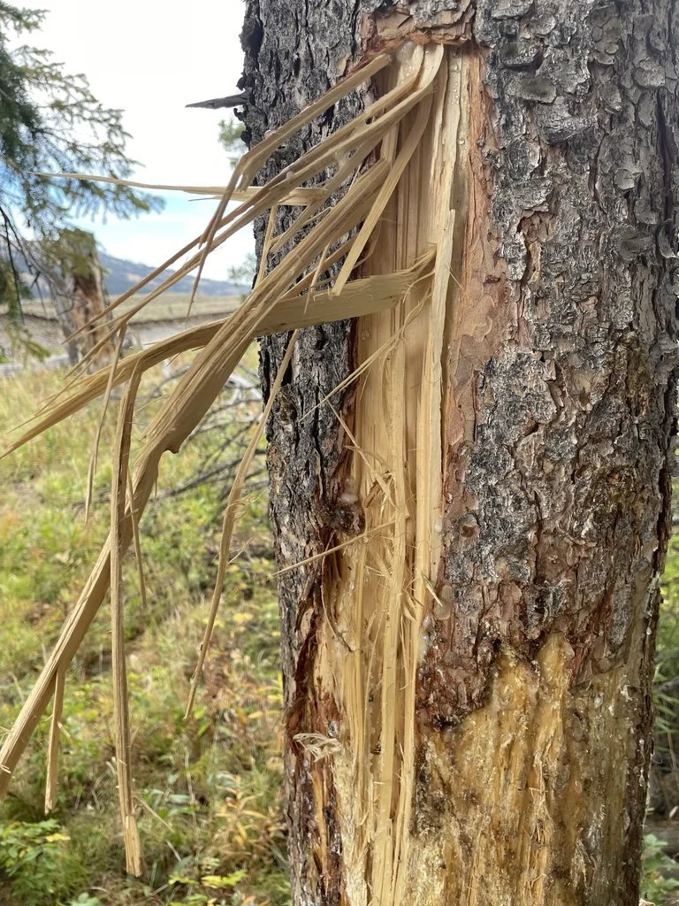 Bison horning lodgepole (MT)