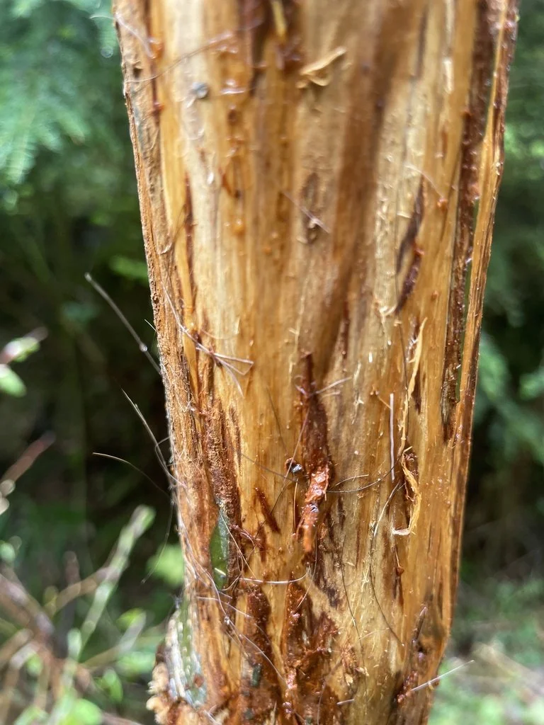Elk incisor marking on scent post (WA)
