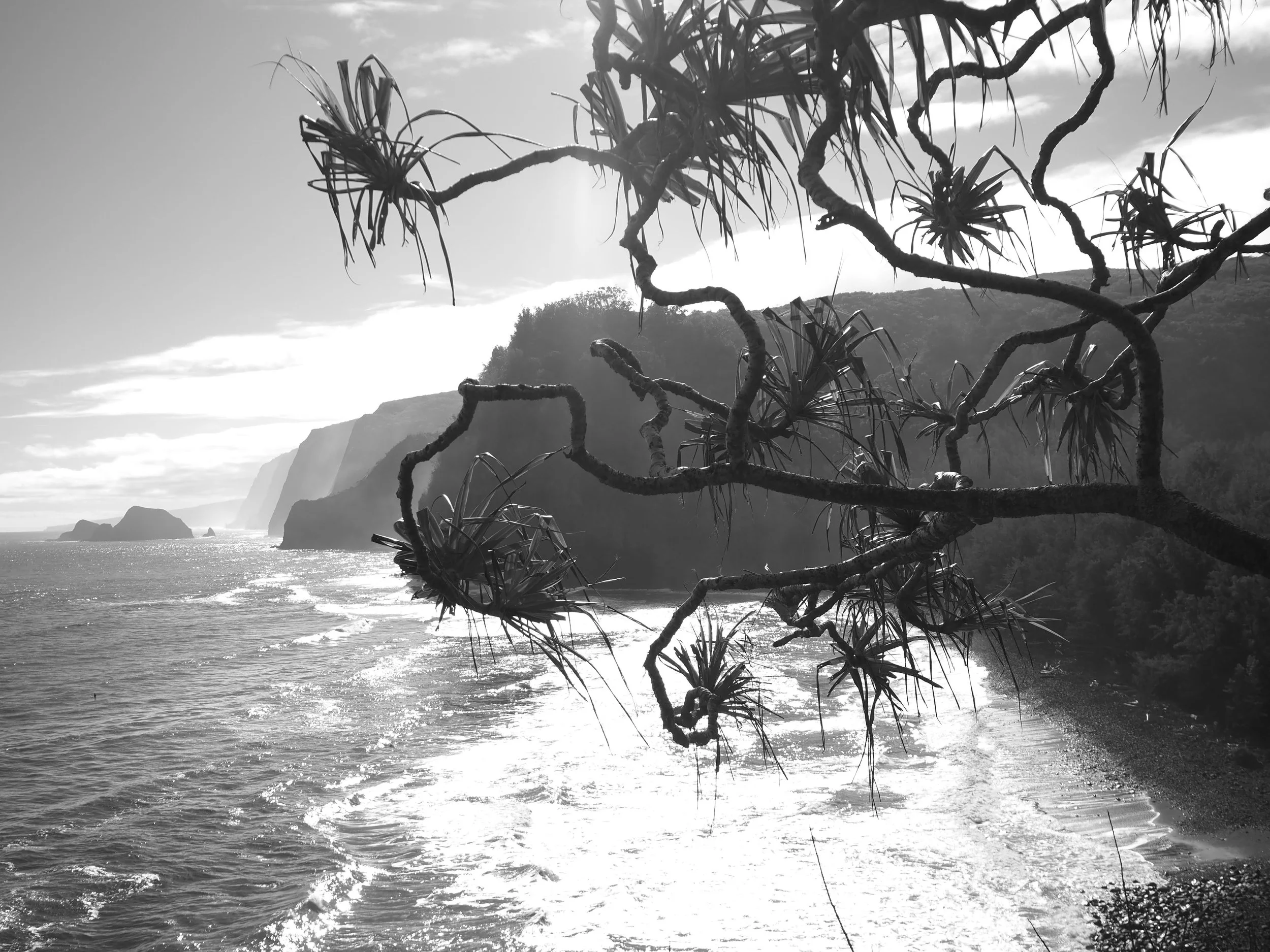 

trees and bluffs in Hawaii black and white