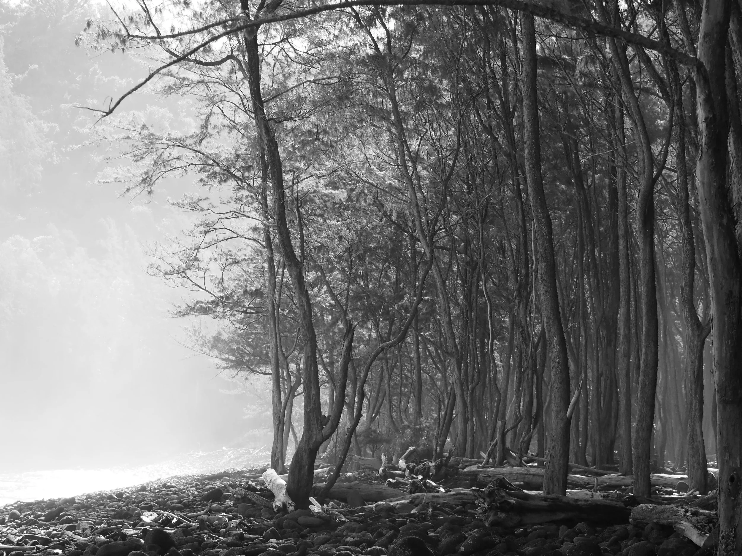 trees on beach in Hawaii black and white