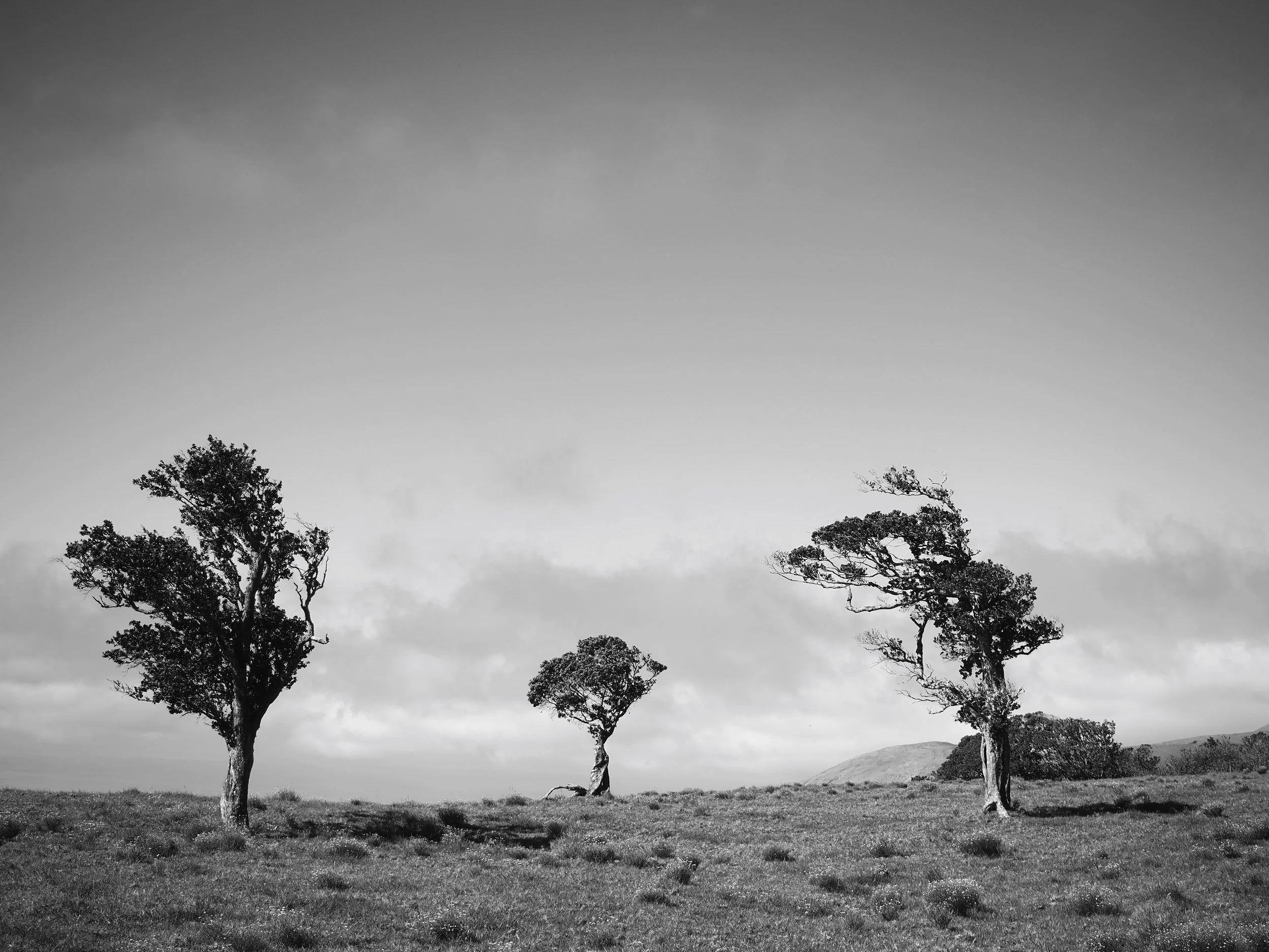 Three trees in Hawaii black and white