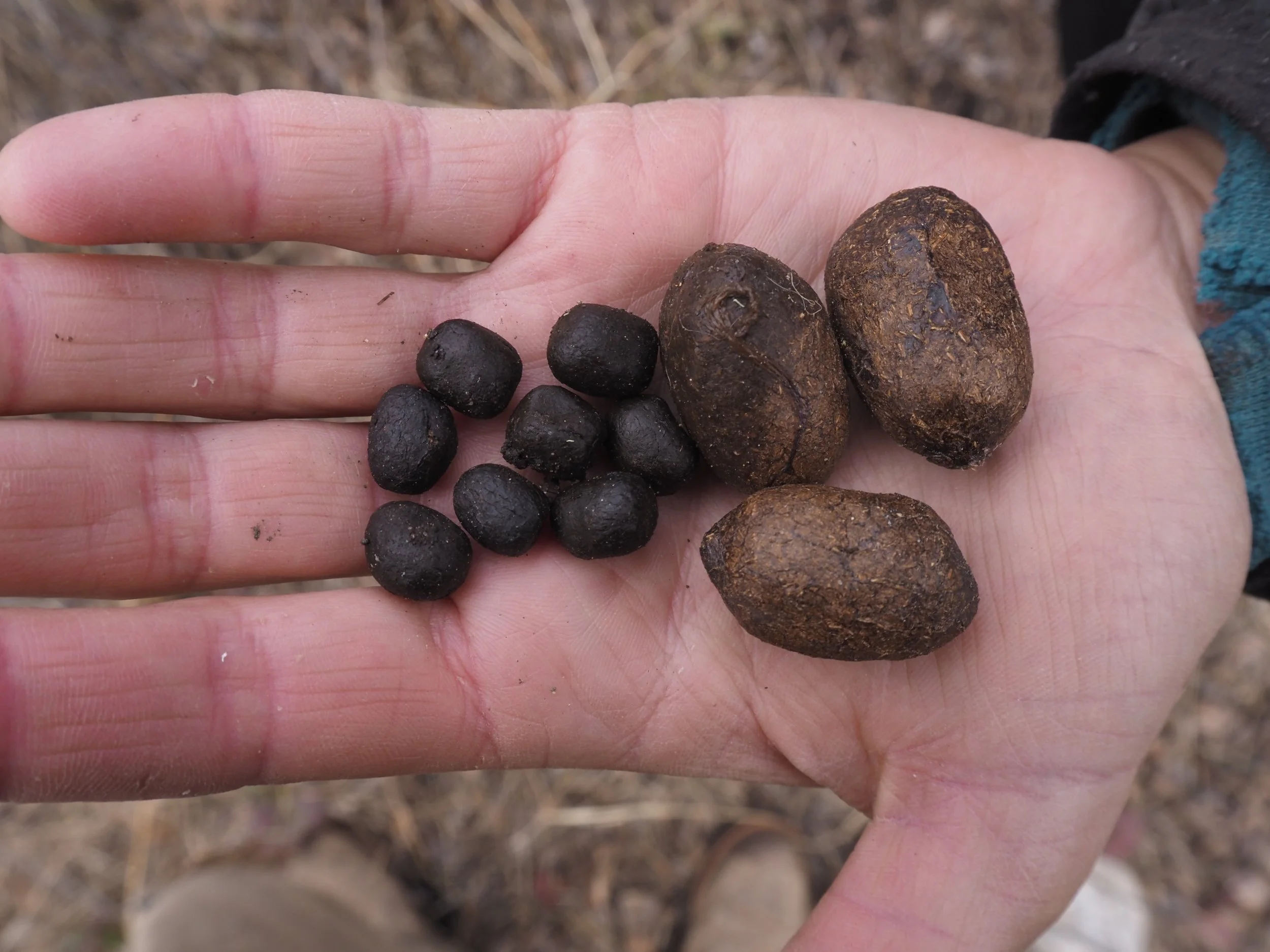 Mule deer verus moose scat (MT)