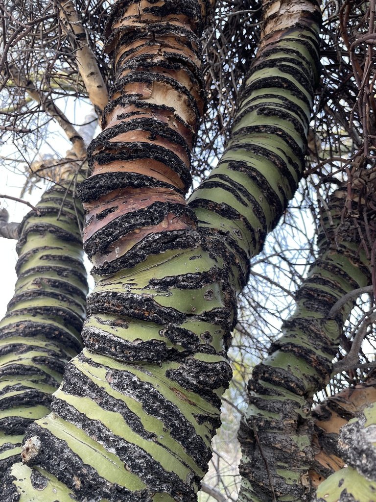 Sapsucker wells (AZ)