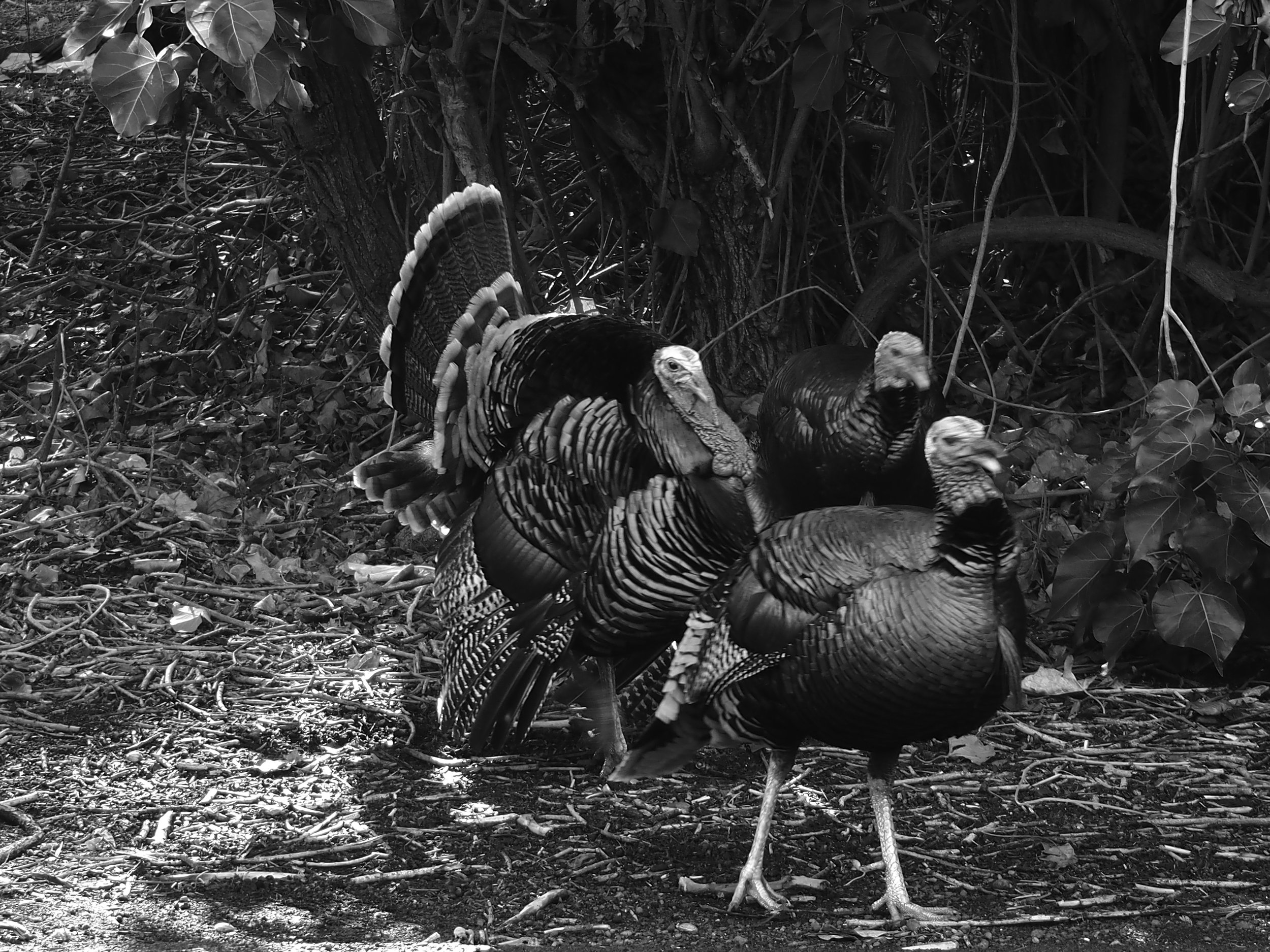 Turkeys (HI)