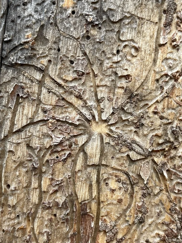 Bark Beetle gallery (MT)