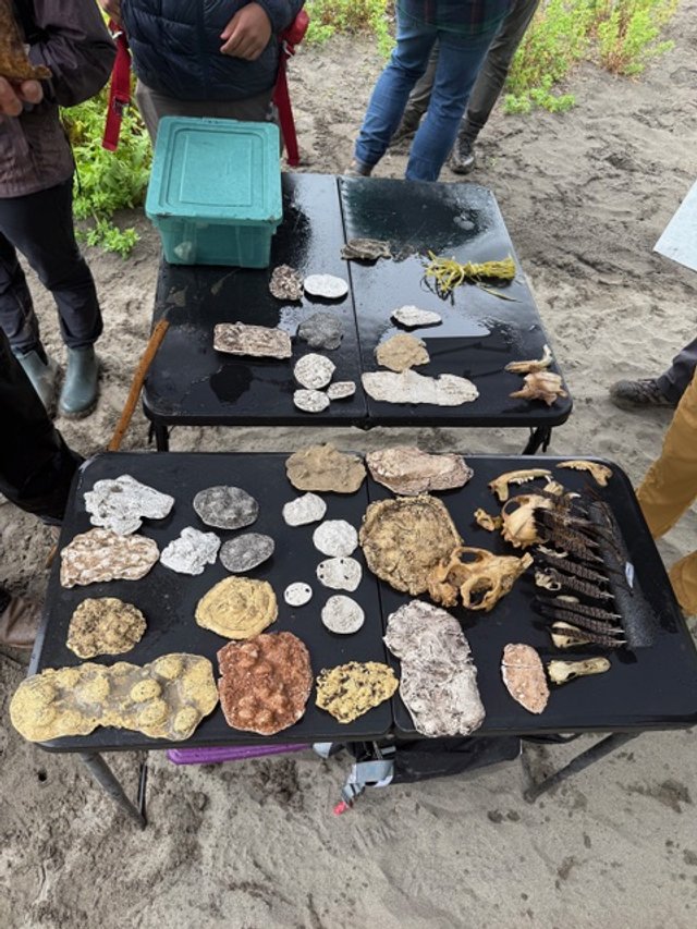 tracking workshop showing track casts, skulls, and feathers