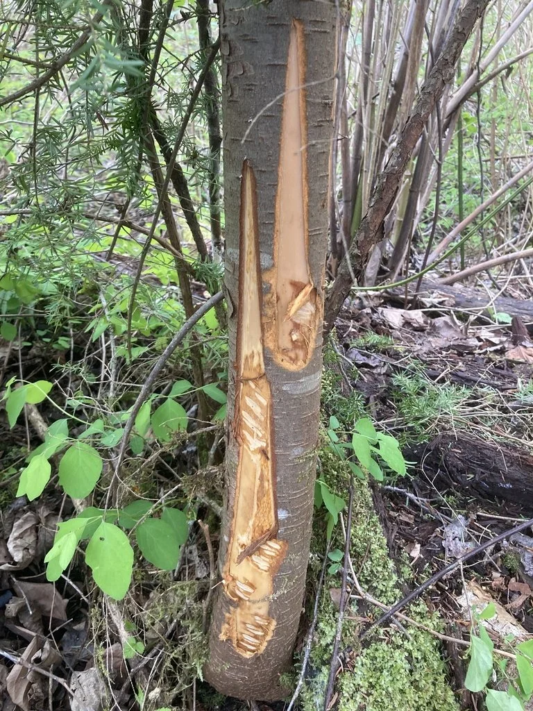 Black bear cambium feeding (WA)