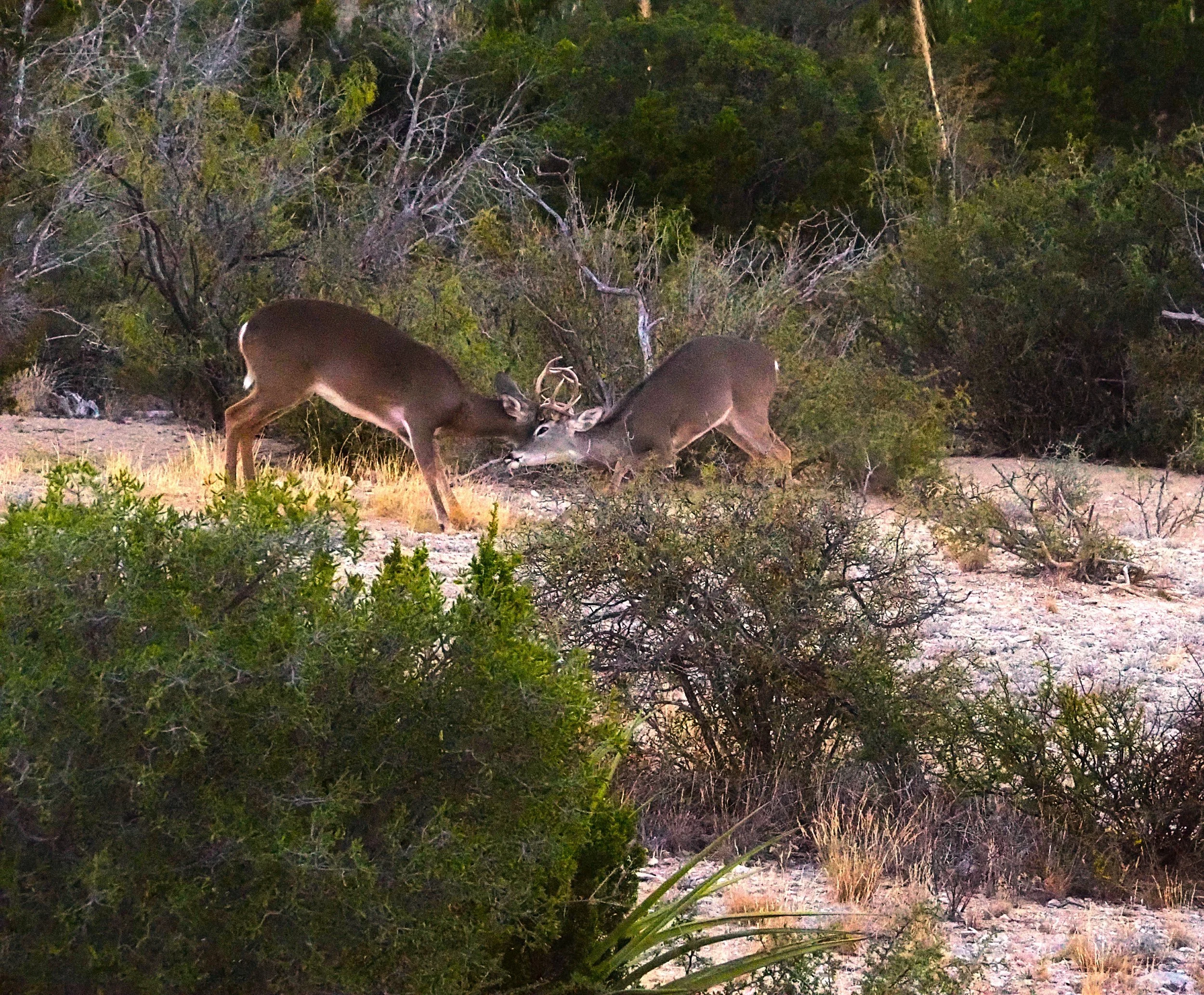 White-tailed Deer (TX)