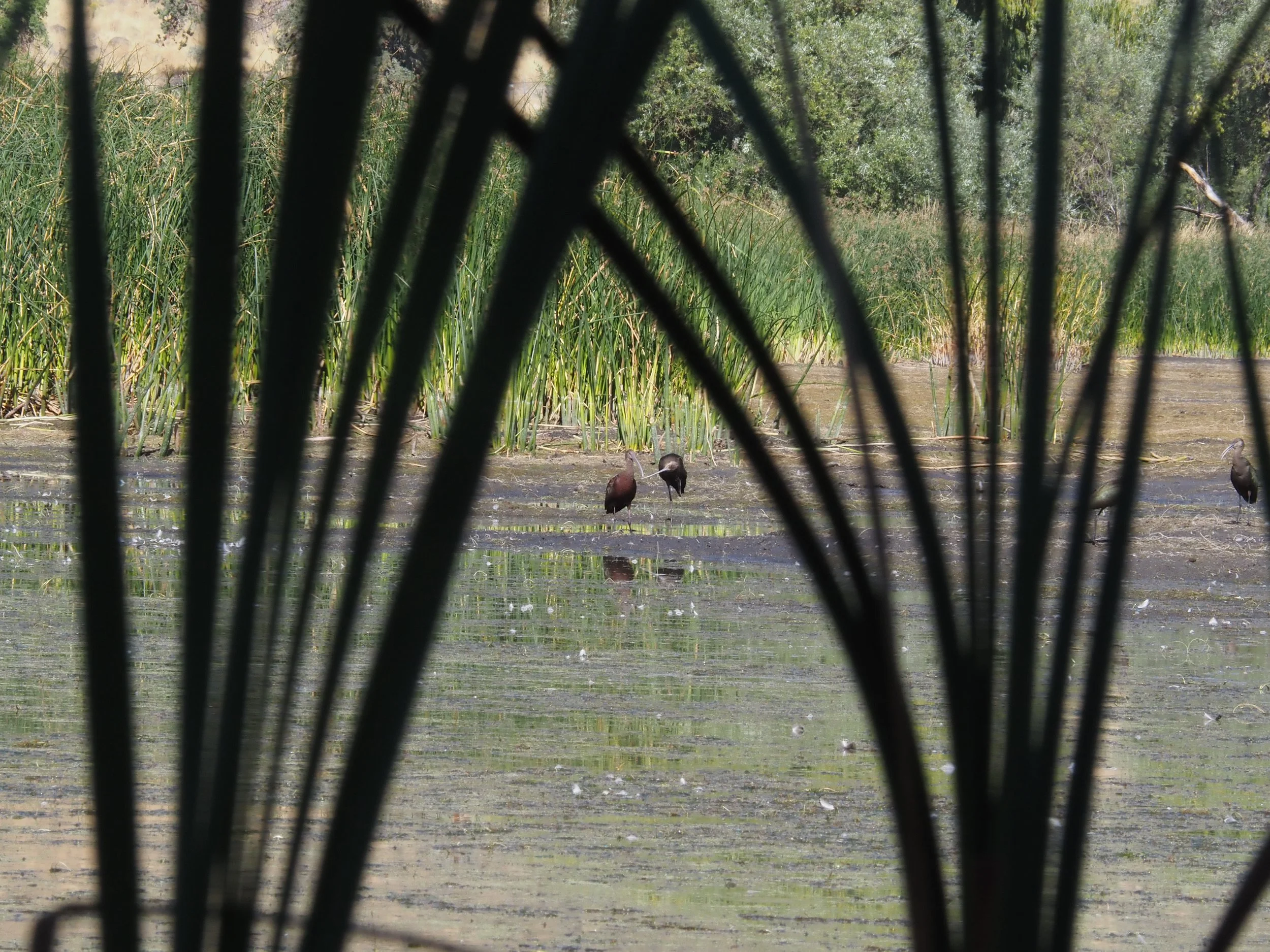 White-Faced Ibis (CA)
