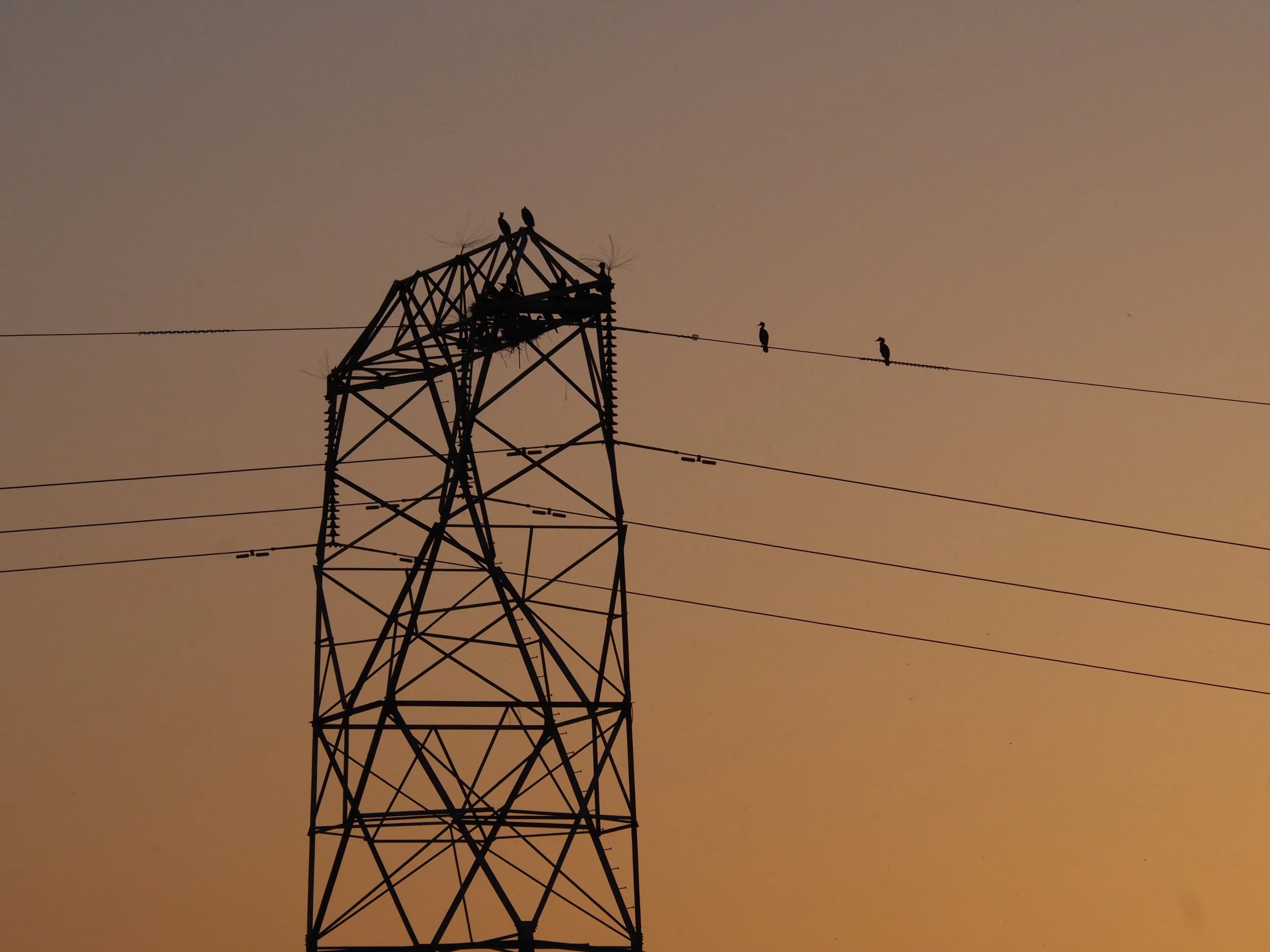 Cormorants on power pole in Washington