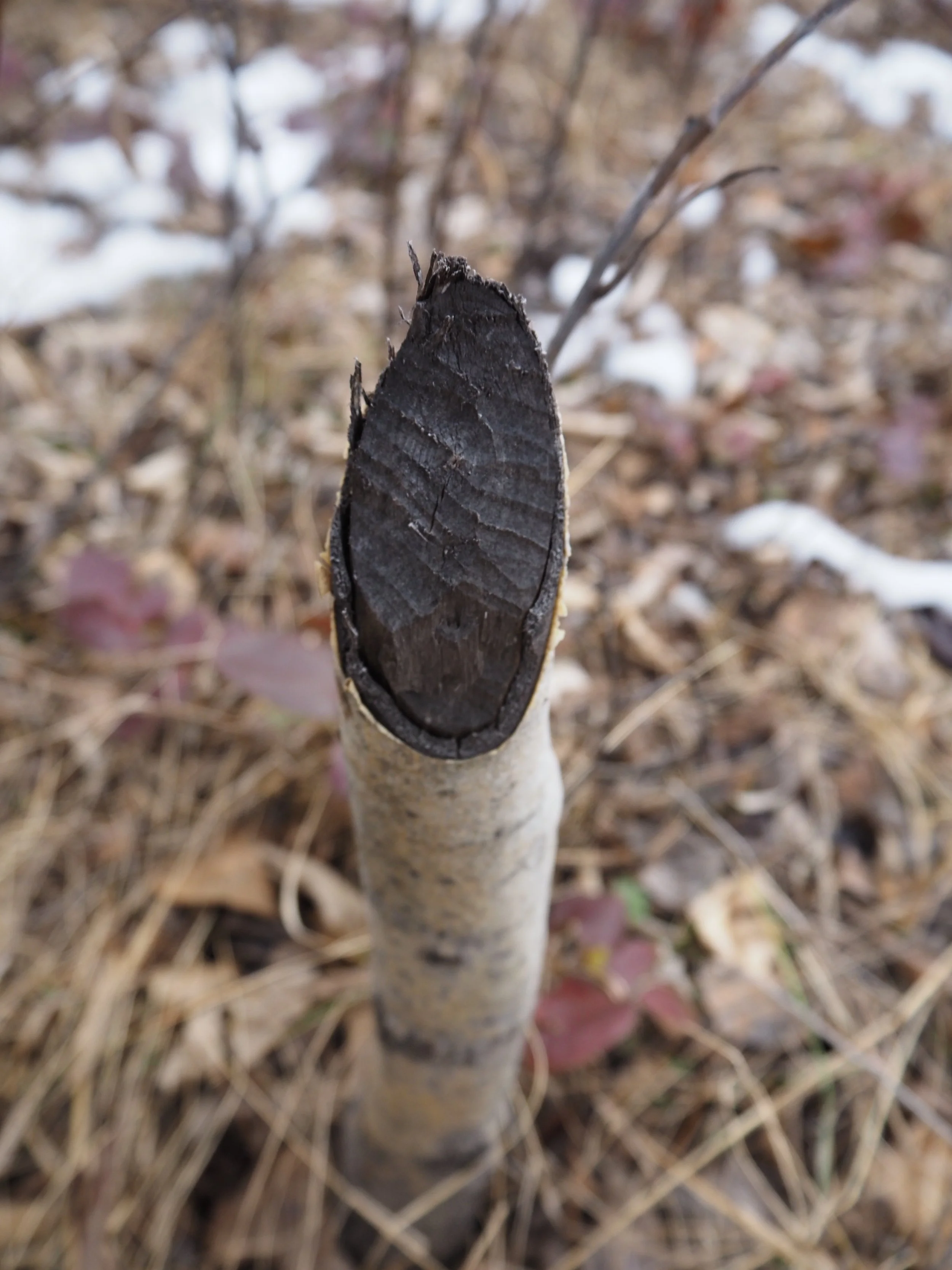 Aged beaver sign (MT)