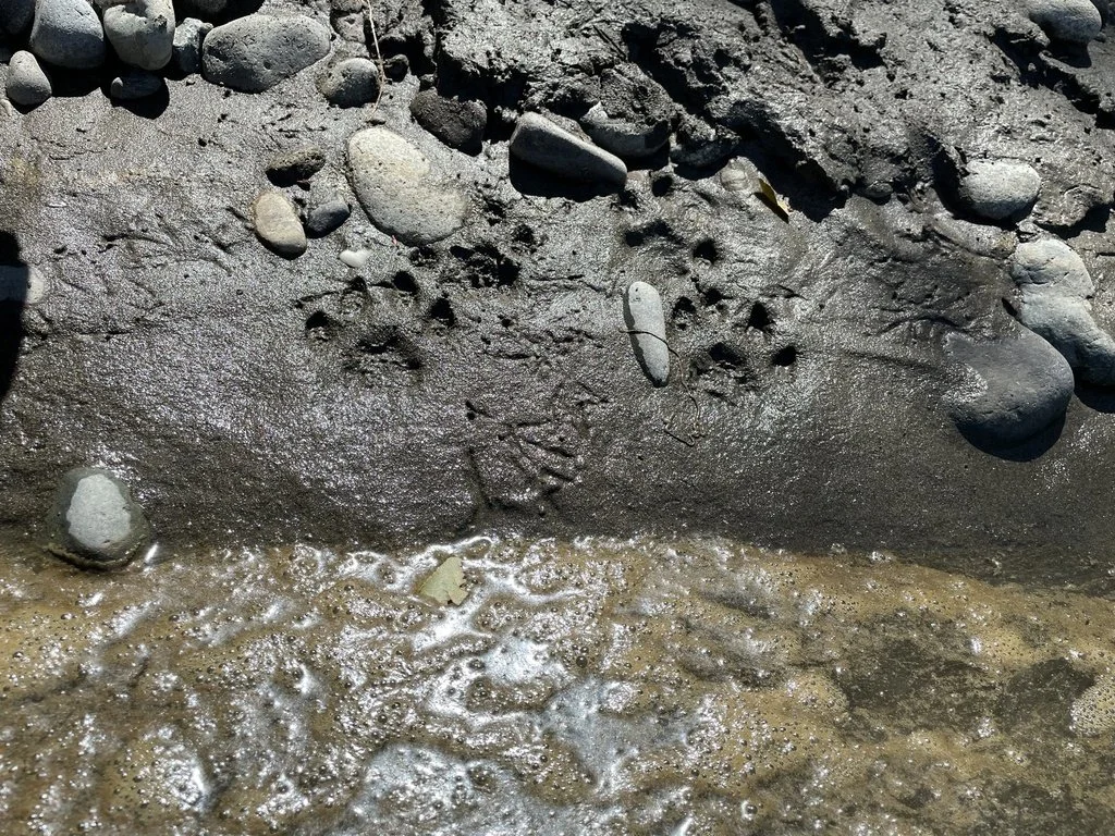 Bobcat jumping down from log (WA)
