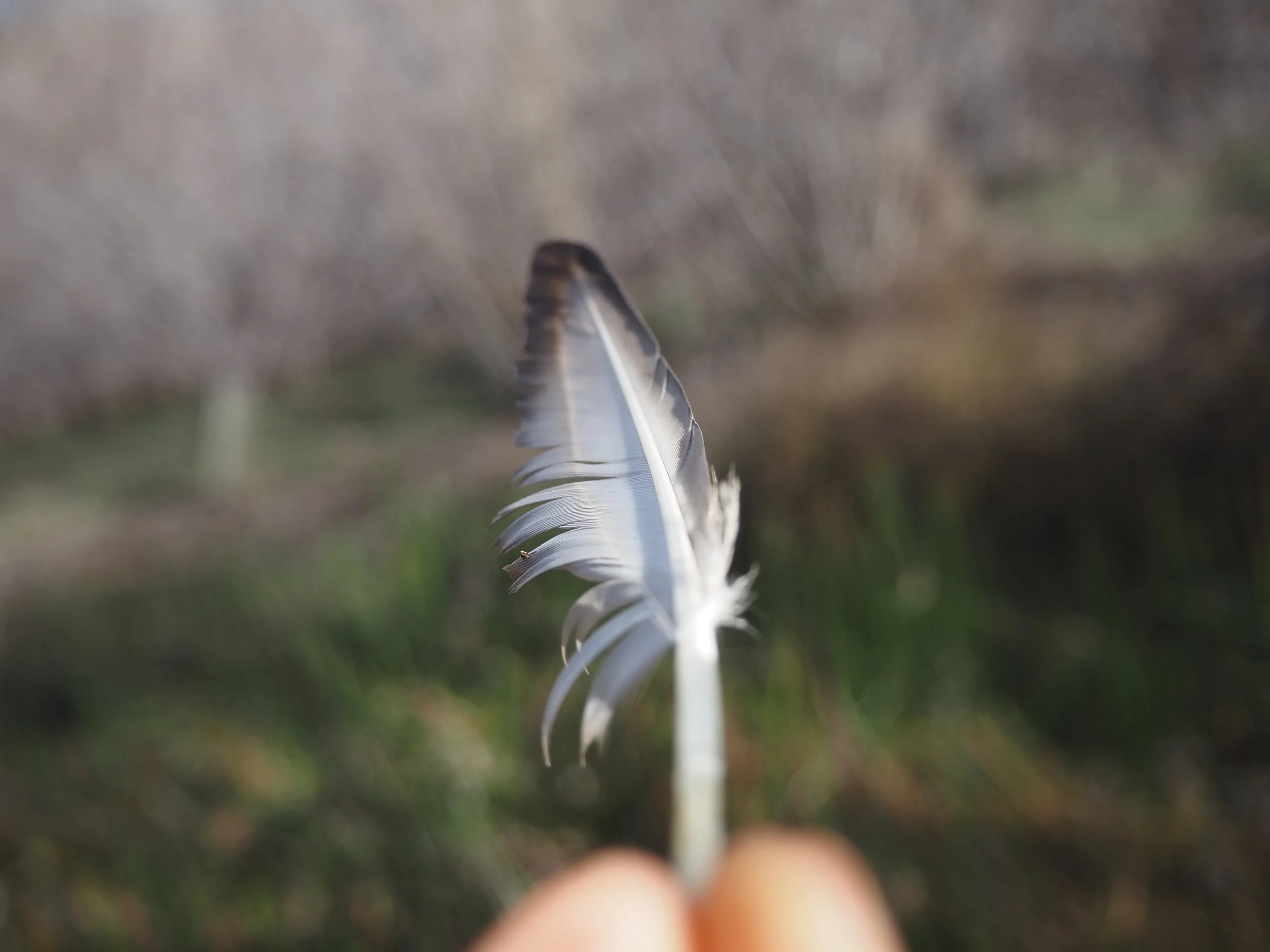 Studying a duck feather for wildlife tracking