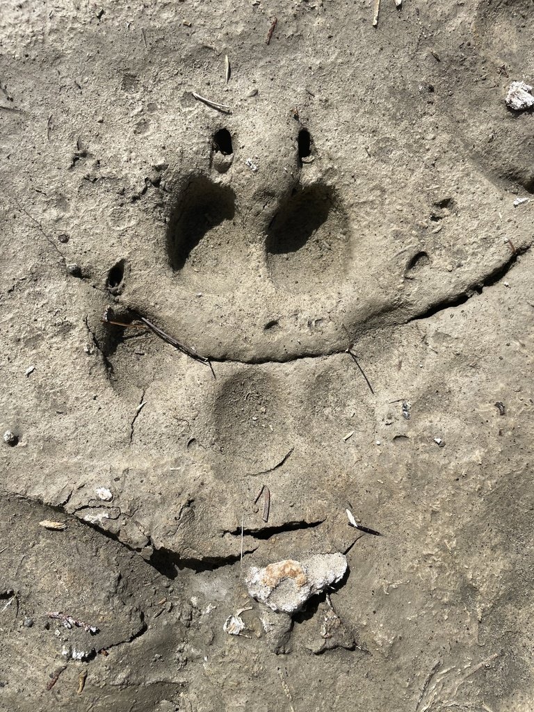 gray wolf tracks in Yellowstone National Park in Wyoming