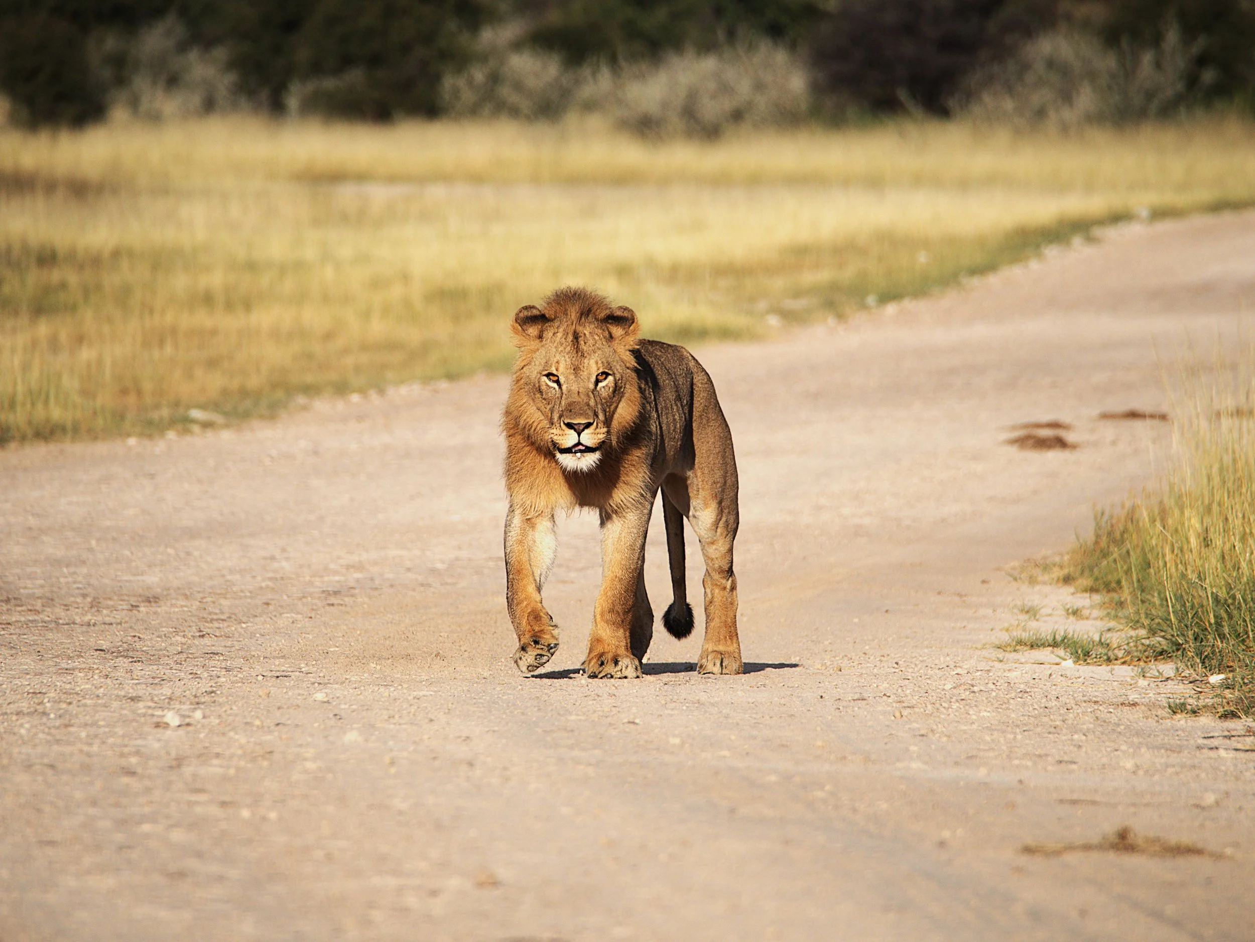 A young male lion walking along a dirt road in a savannah landscape with tall grasses and trees in the background.