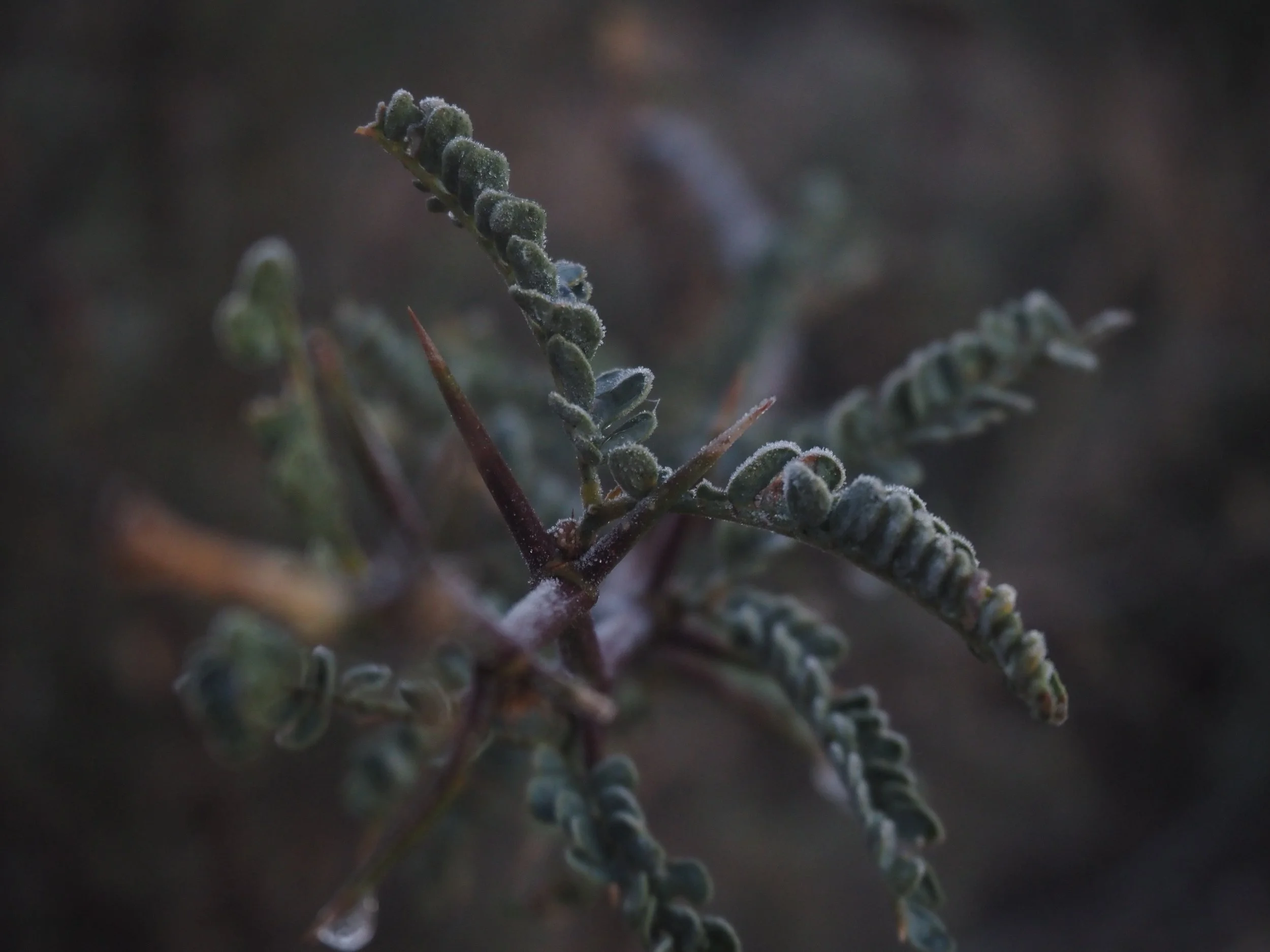 Mesquite thorn in Arizona
