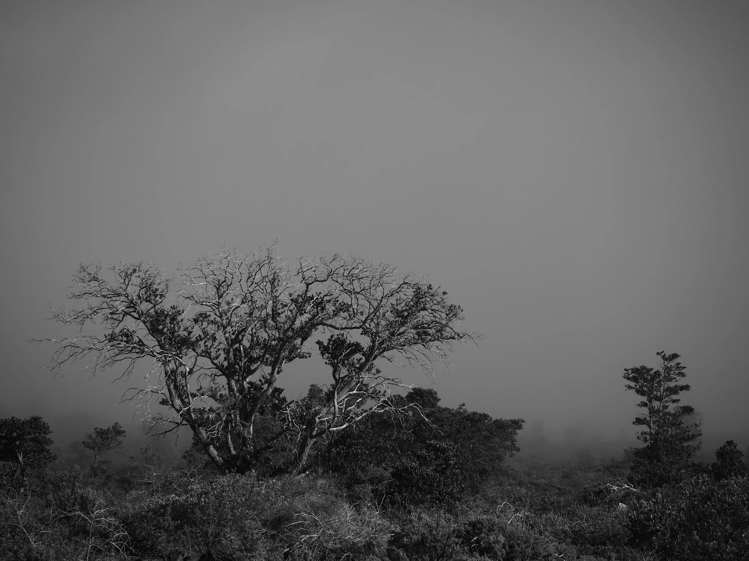 trees in low light in Hawaii black and white