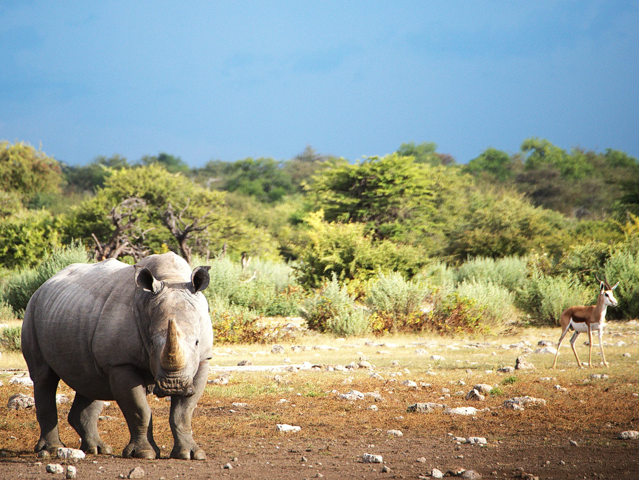A large elephant standing in a grassland with scattered rocks, and trees and bushes in the background under a blue sky.