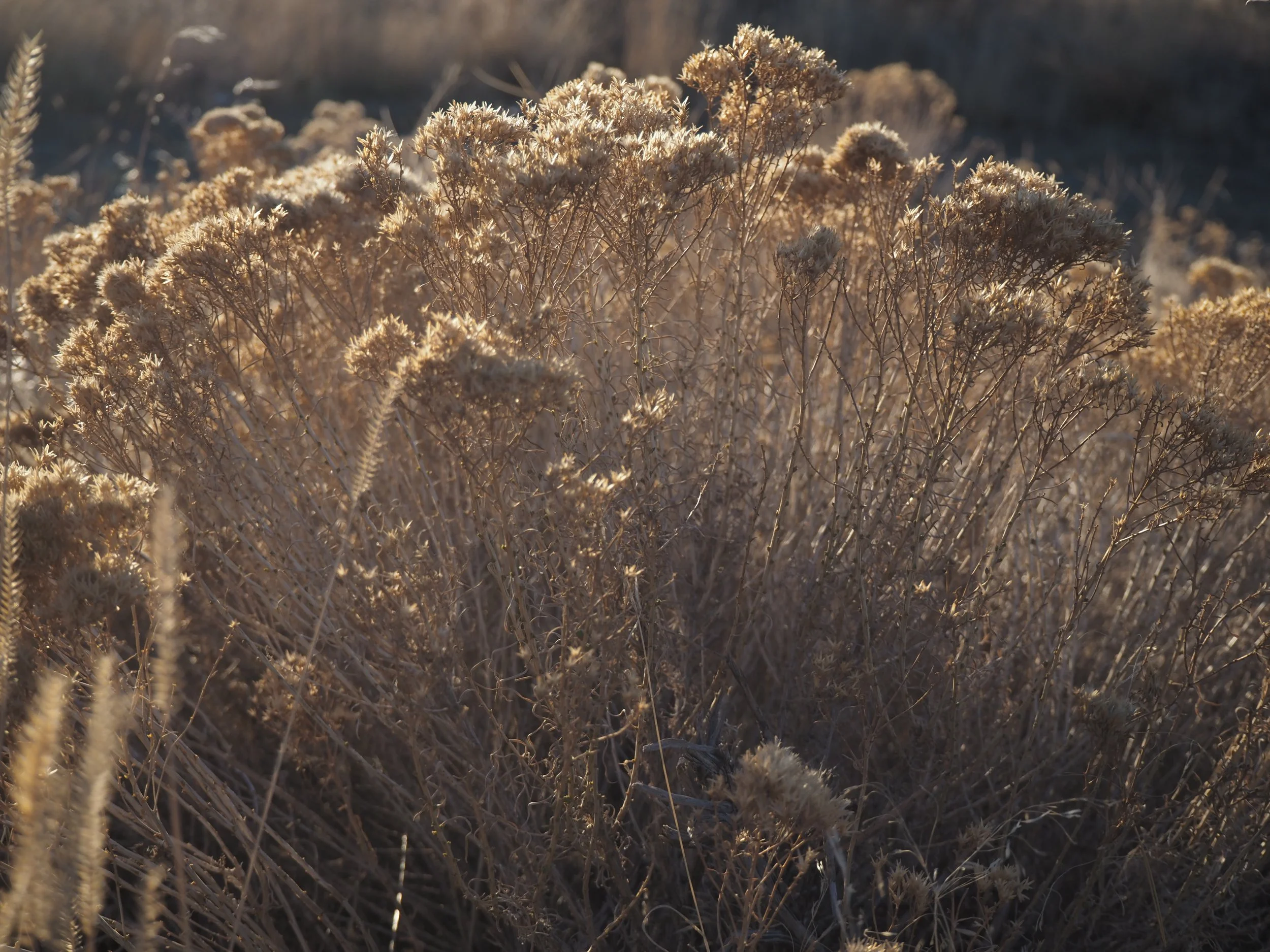 Yellow rabbitbrush (MT)
