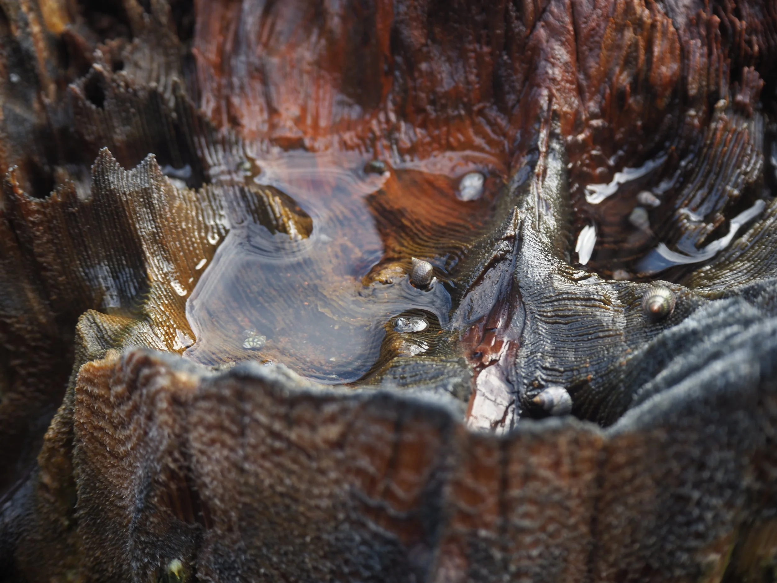 water pooling in a rotting tree stump