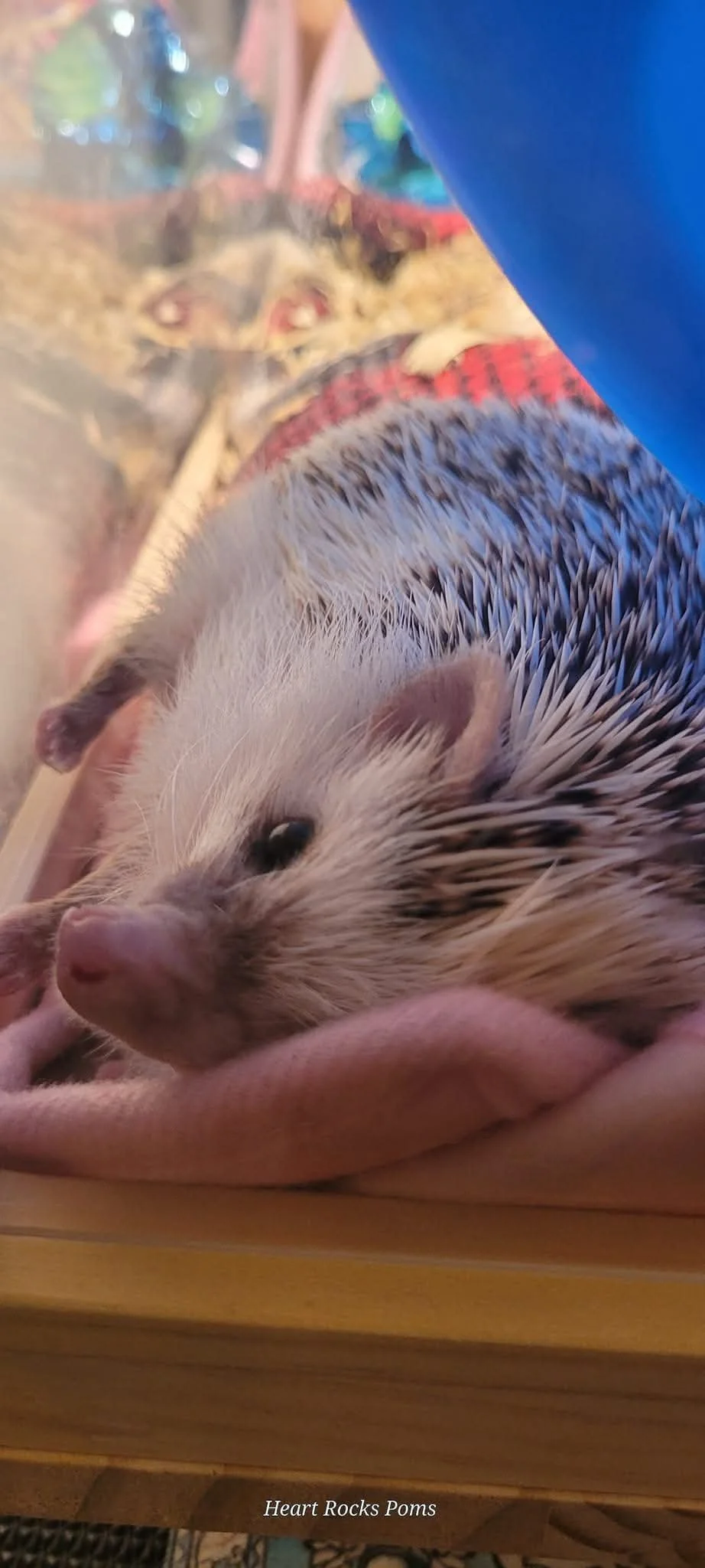 Close-up of a hedgehog resting on a soft pink blanket inside a glass enclosure with colorful objects in the background.