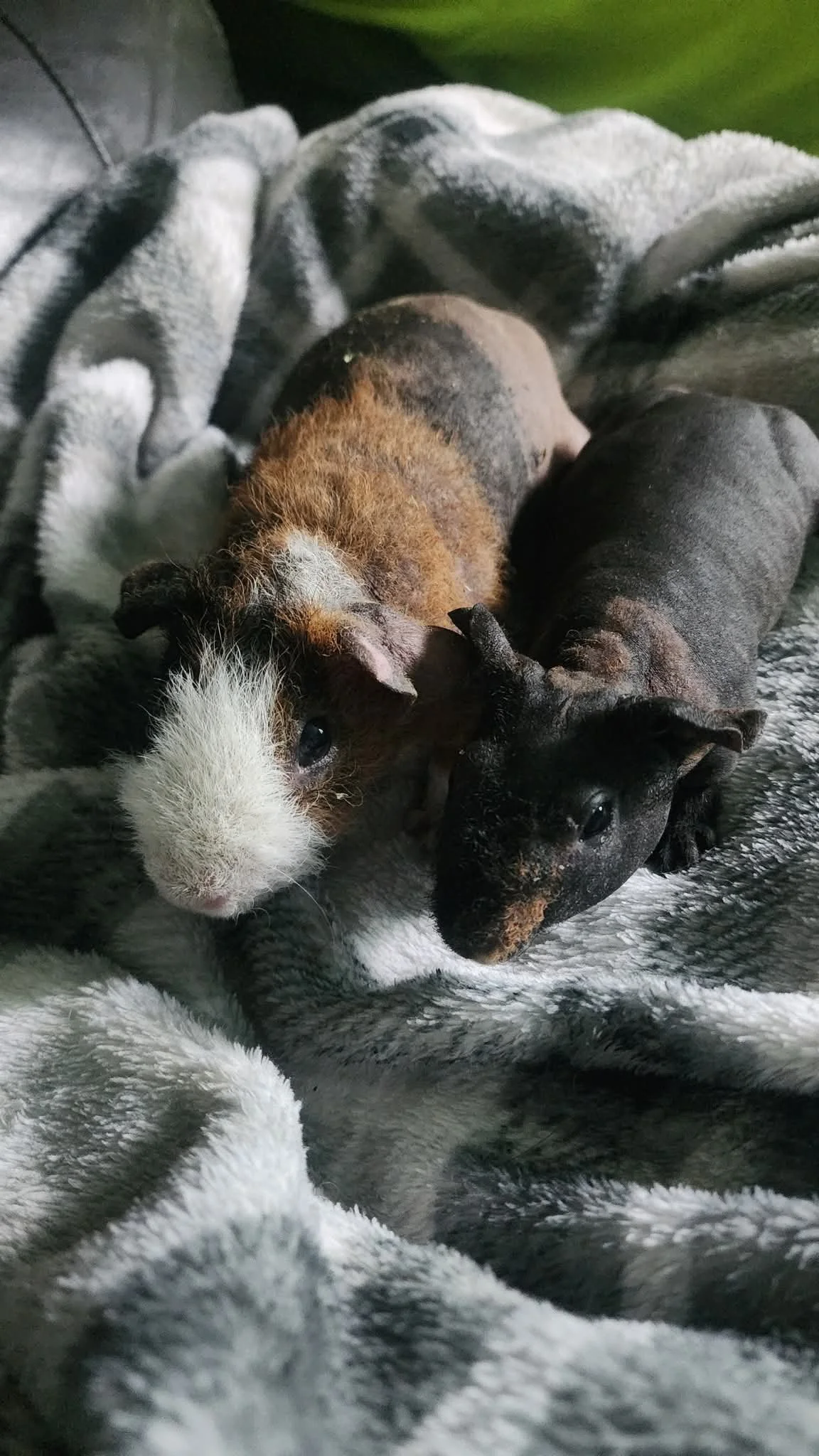 Two puppies cuddling on a soft, gray blanket.