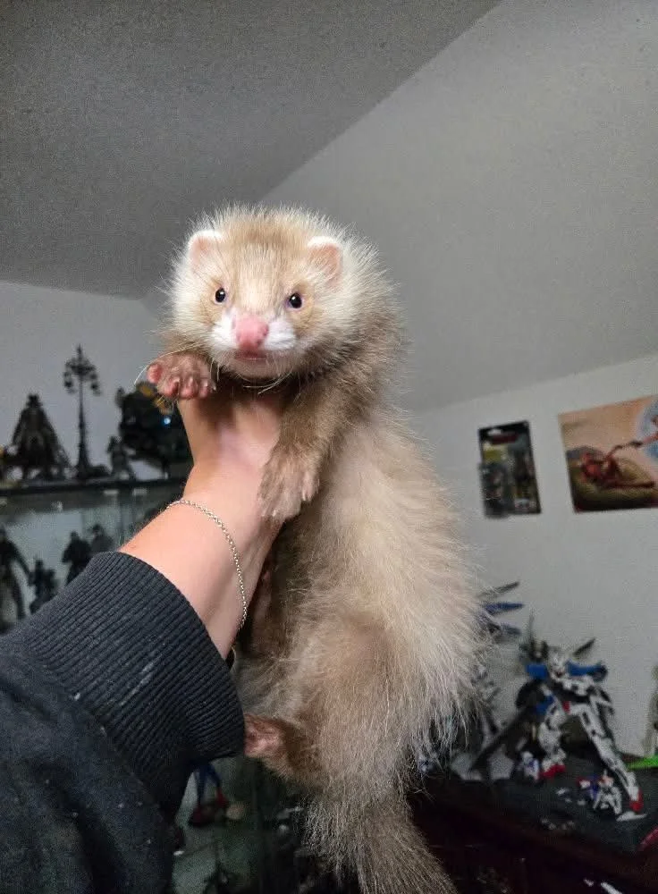 Person holding a ferret in an indoor room, with shelves and posters in the background.