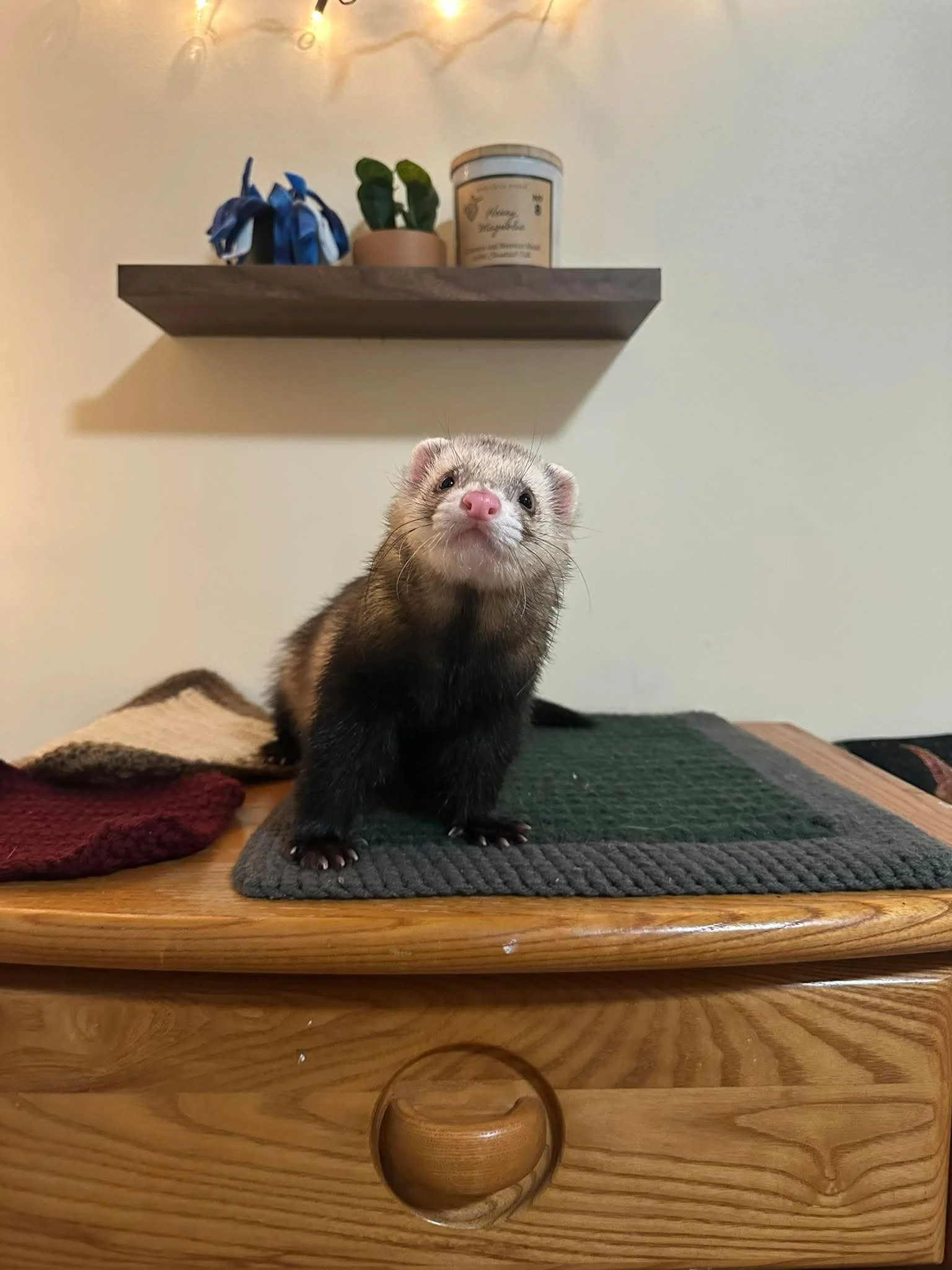 A ferret with a pink nose and dark fur on its body standing on a small bed or mat on top of a wooden furniture piece, with a plain wall and a shelf with decorative items in the background.