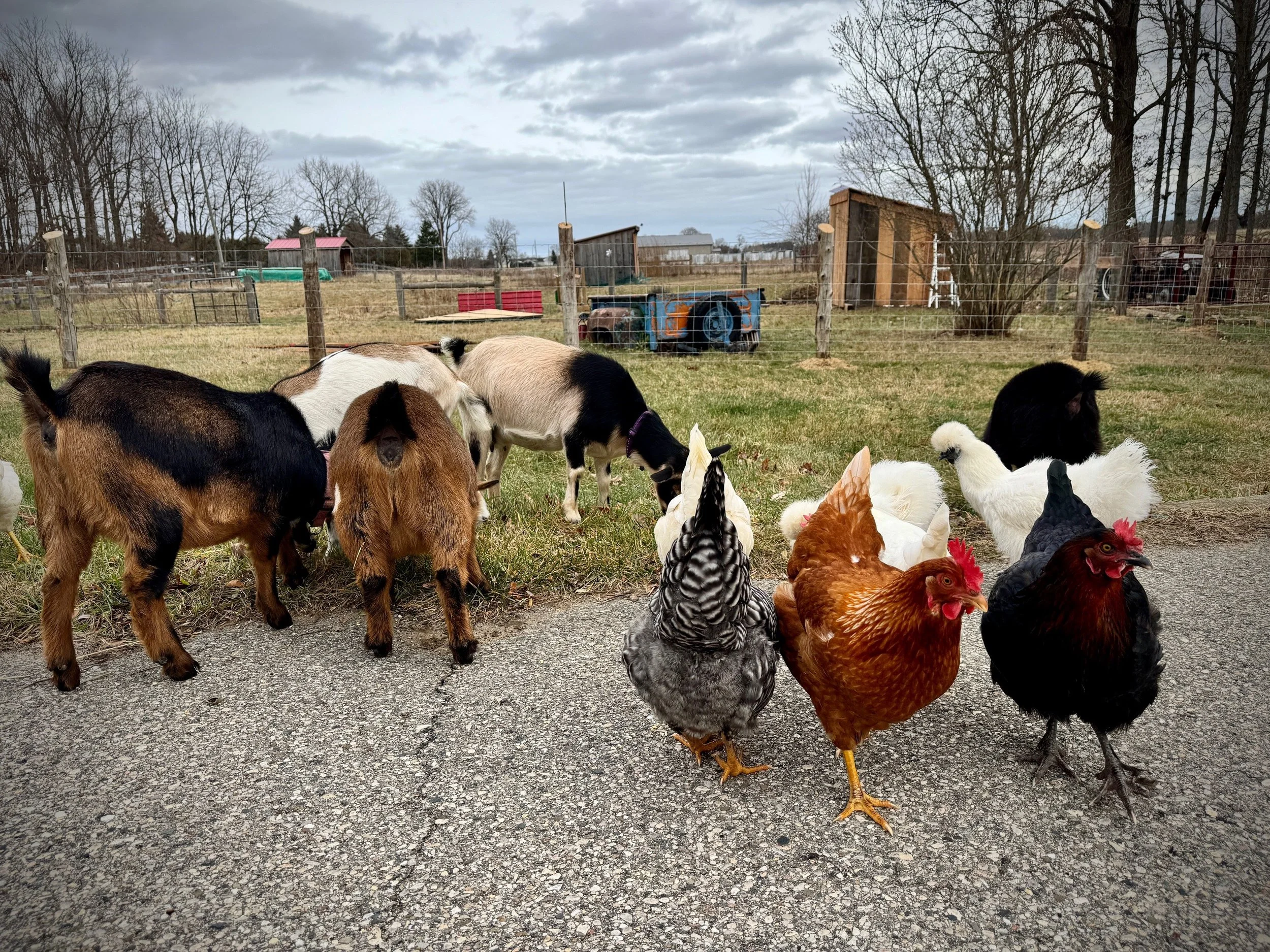 Several chickens and young goats are gathered outdoors on a gravel path with a fenced pasture in the background.