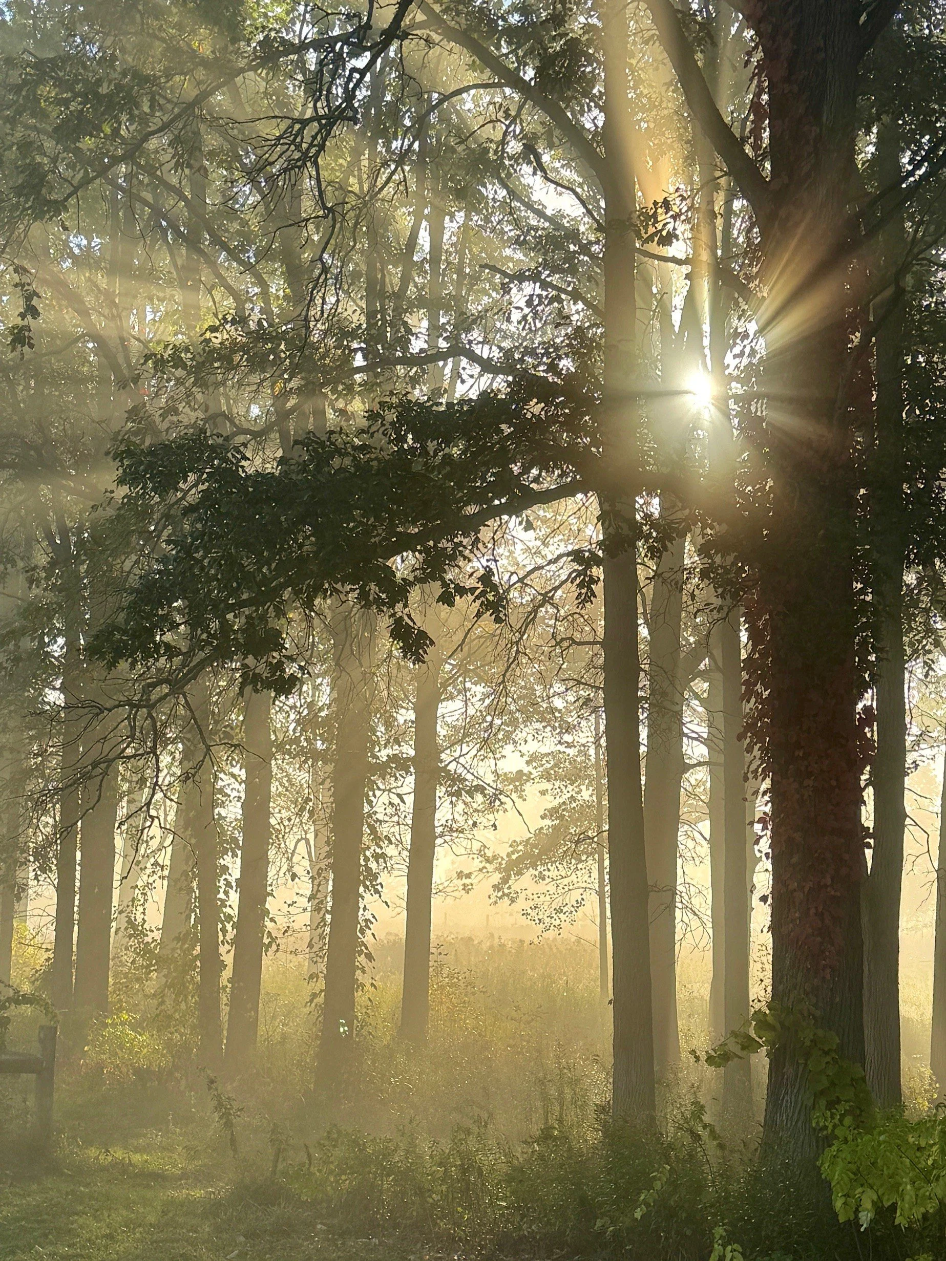 Sunlight filtering through tall trees in a misty forest during morning, with sun rays creating a golden glow.