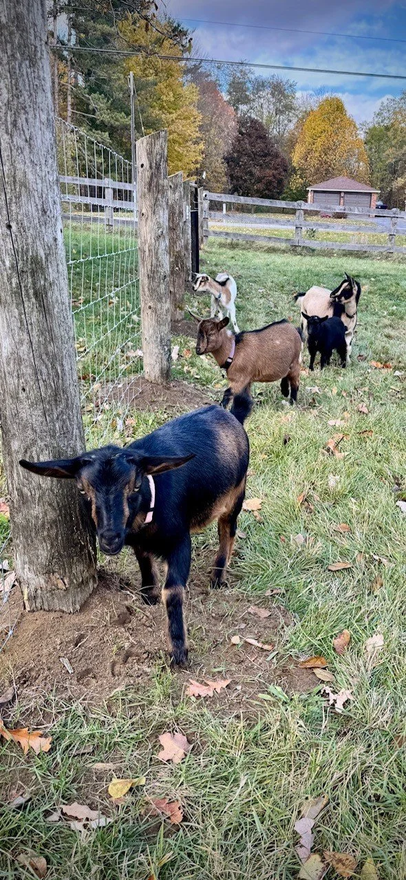 Six goats of various colors standing near a wooden fence in a grassy area with trees and a small building in the background.