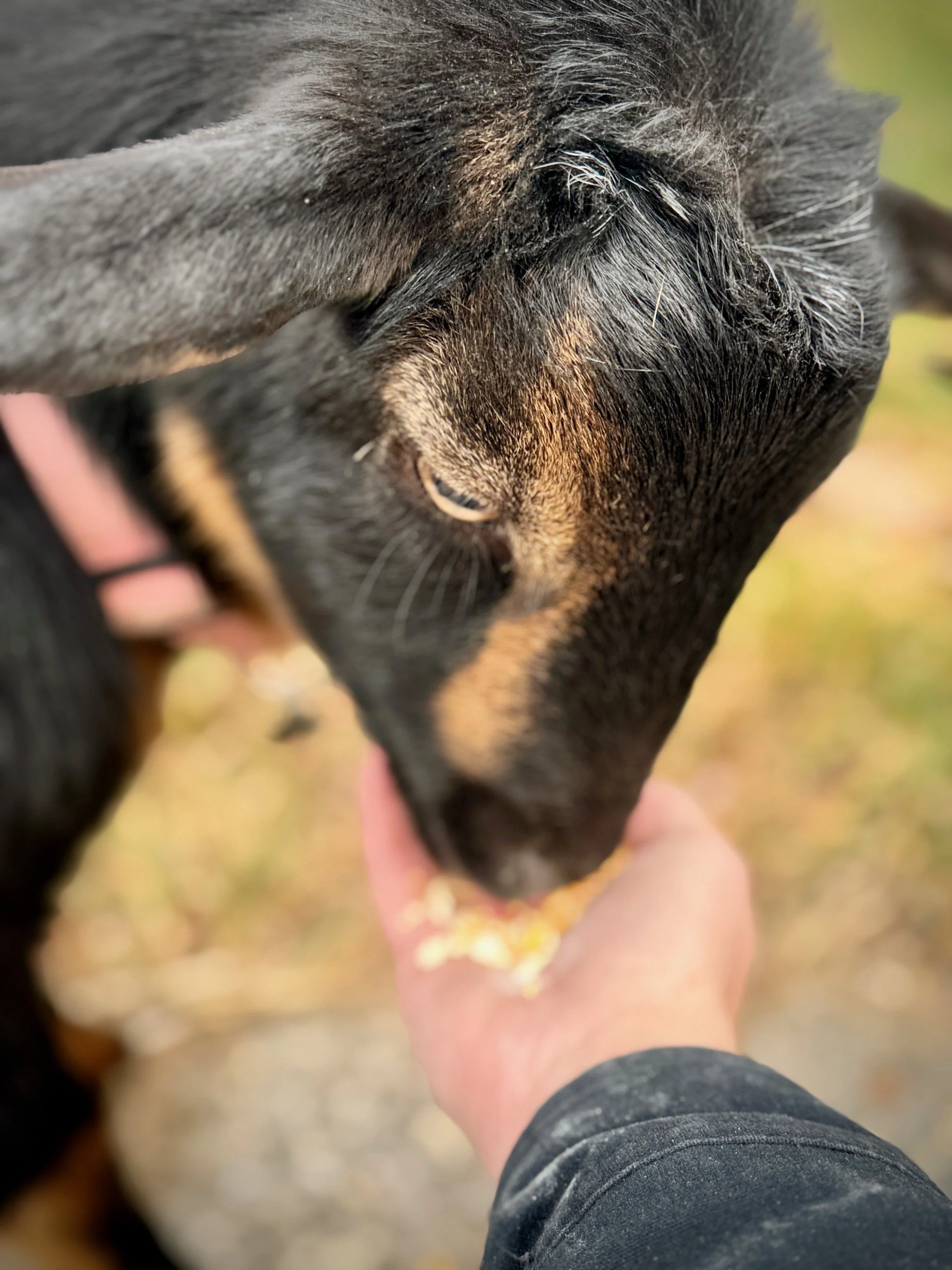 Close-up of a black and tan dog licking a person's hand.