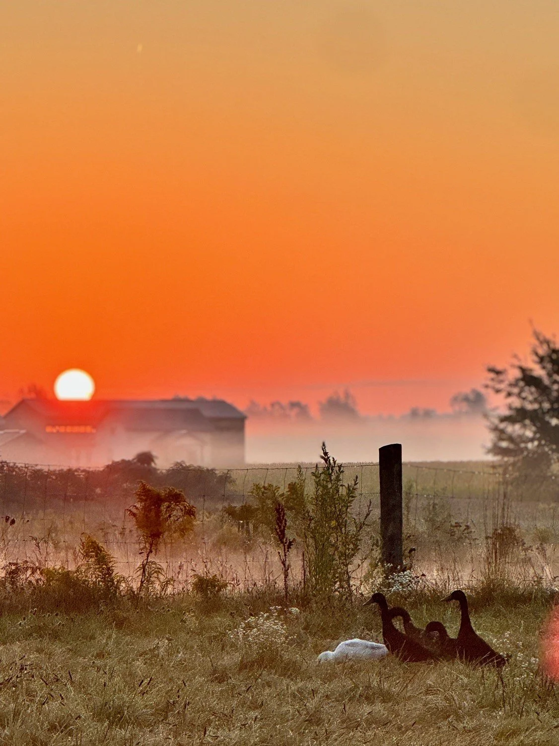 A sunset over a rural farm landscape with the sun near the horizon, a house in the background, and a group of ducks resting on the grass in the foreground.