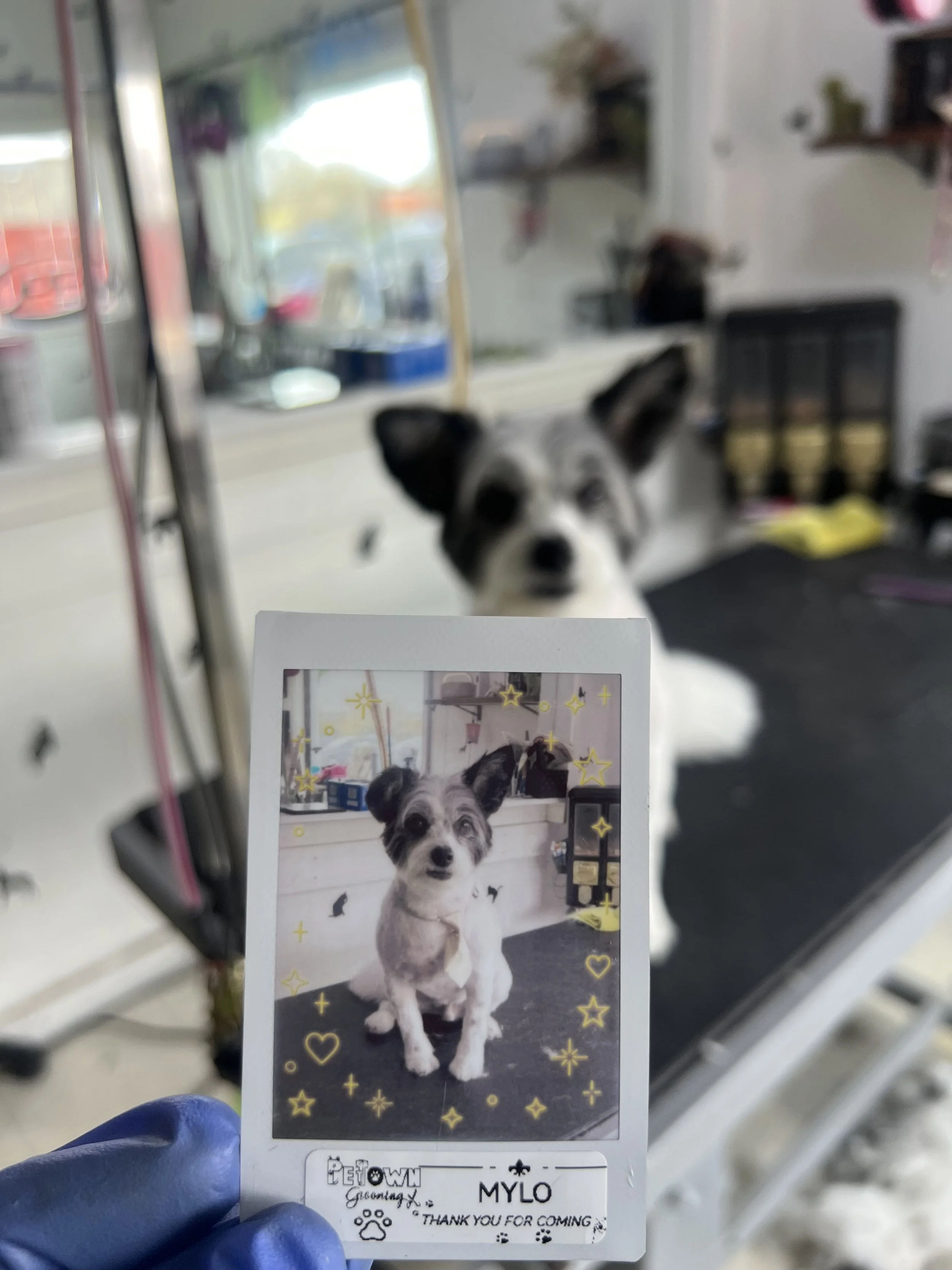 Polaroid souvenir after full dog groom service