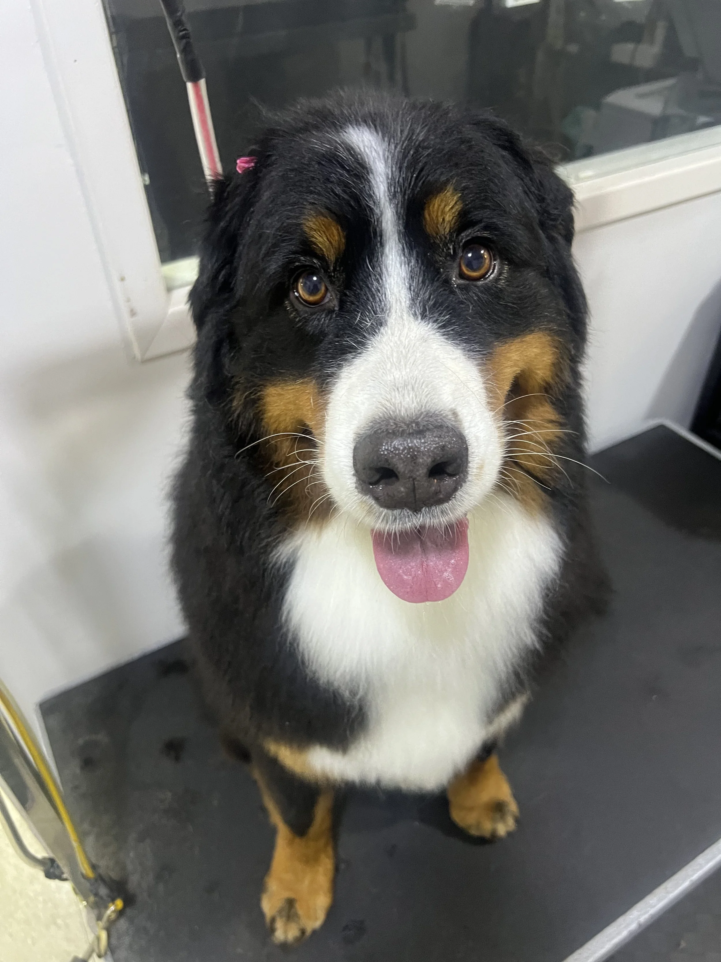 full groom done on a Saint Berneses Mountain dog
