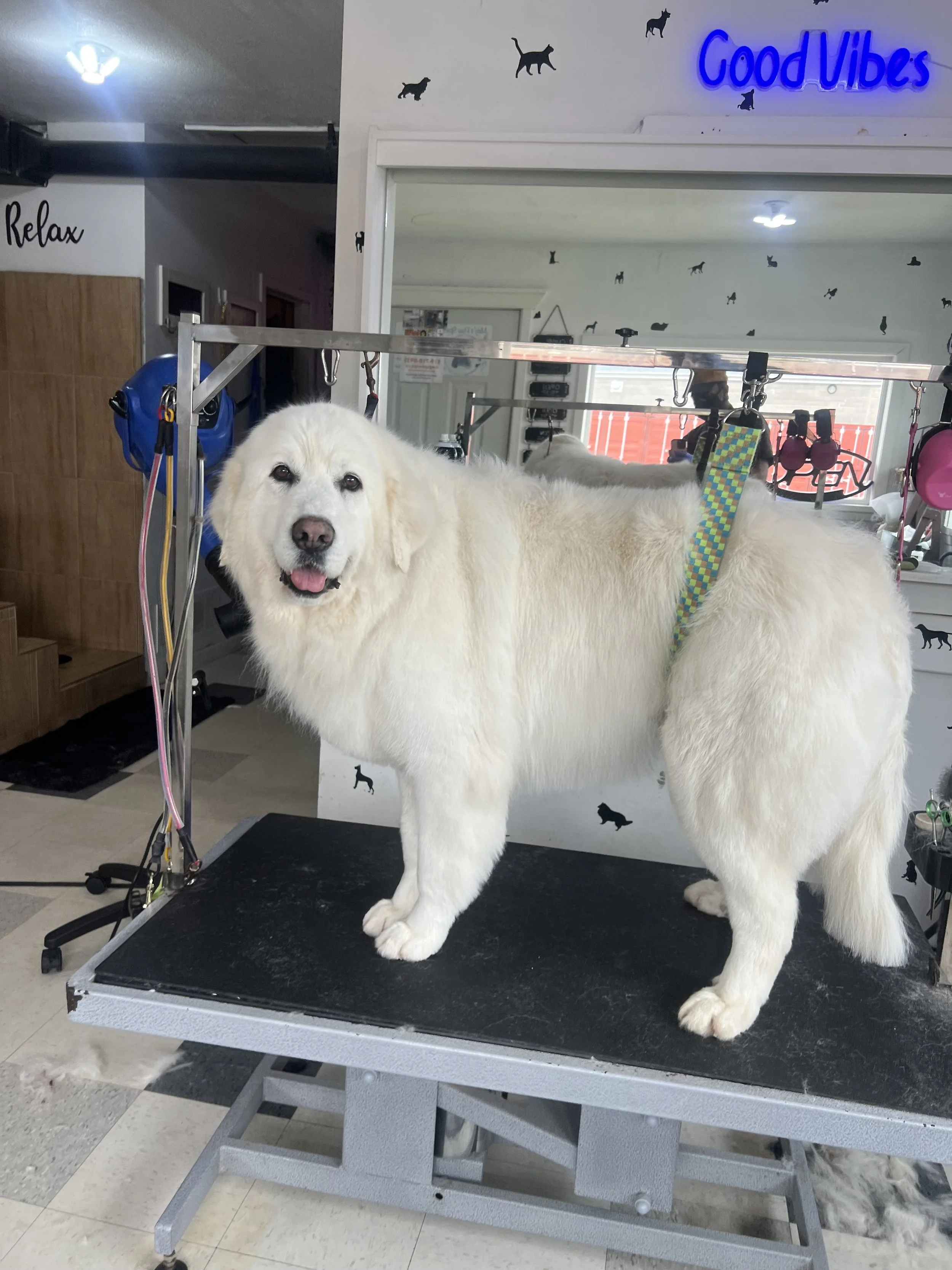 great pyrenees dog breed during a grooming session after a deshedding at our pet spa servicing Guelph, Elora, Fergus, Kitchener and Wellington centre area