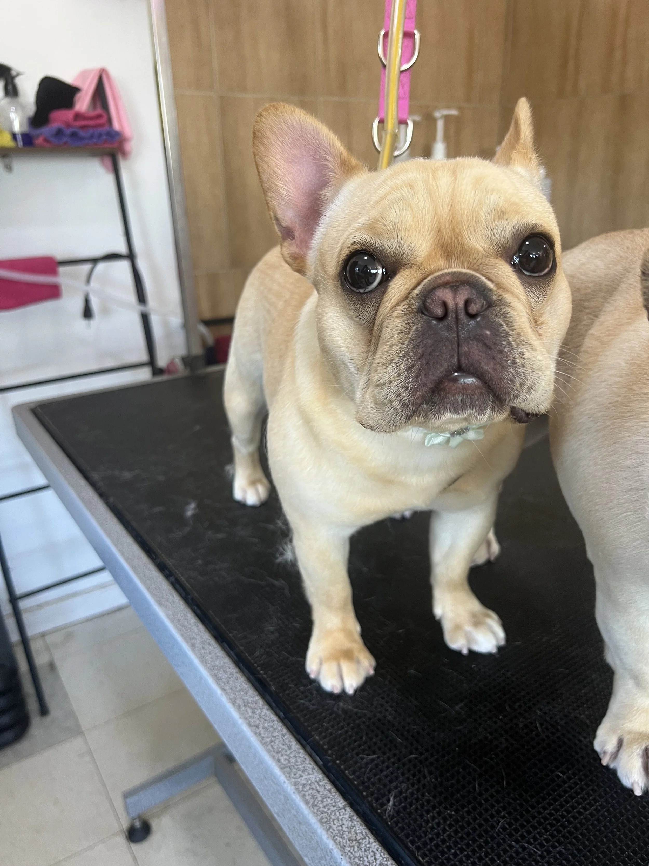 Frenchie dog after getting a nail trim walk-in service