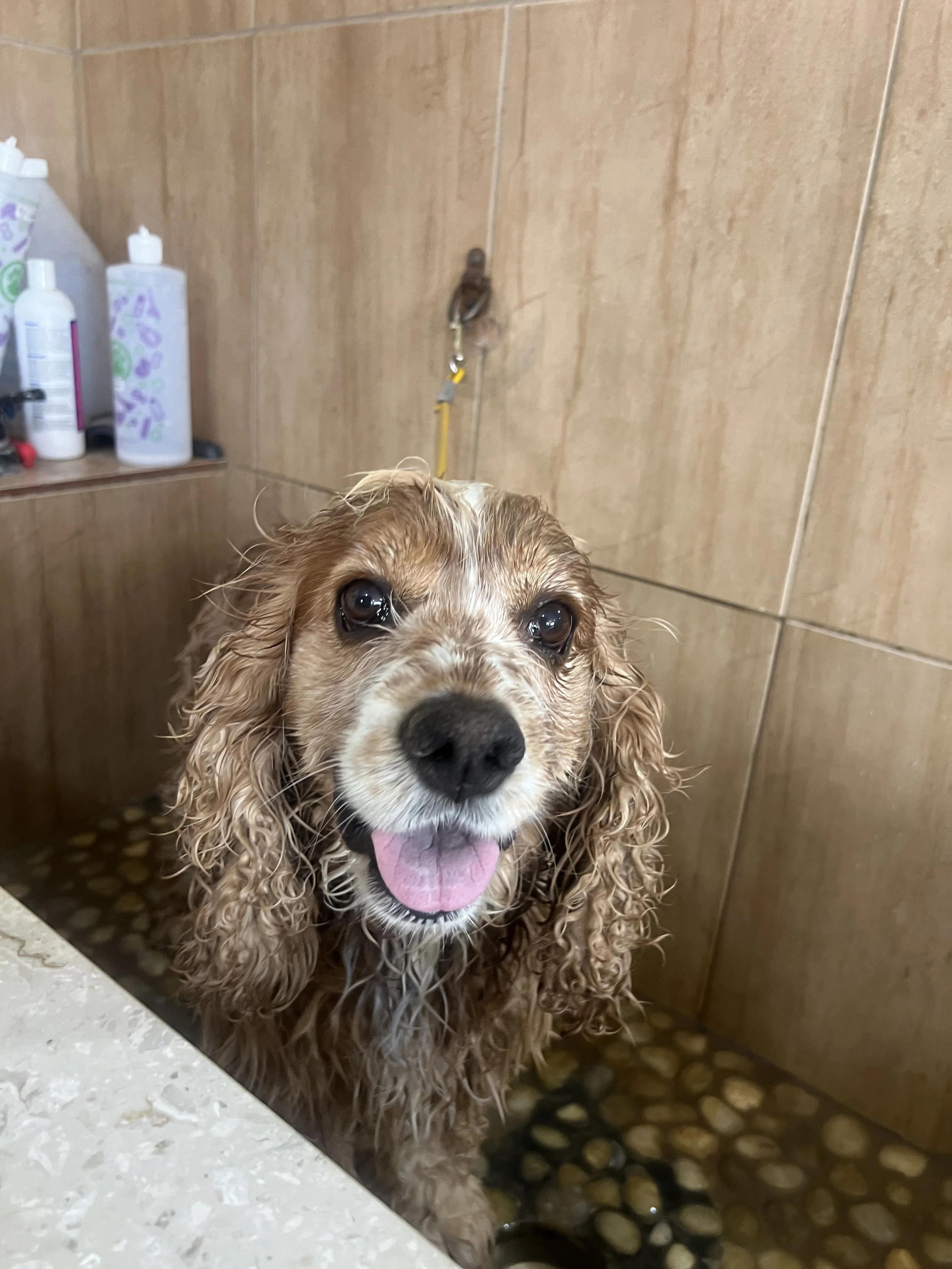 Dog Bath Only
